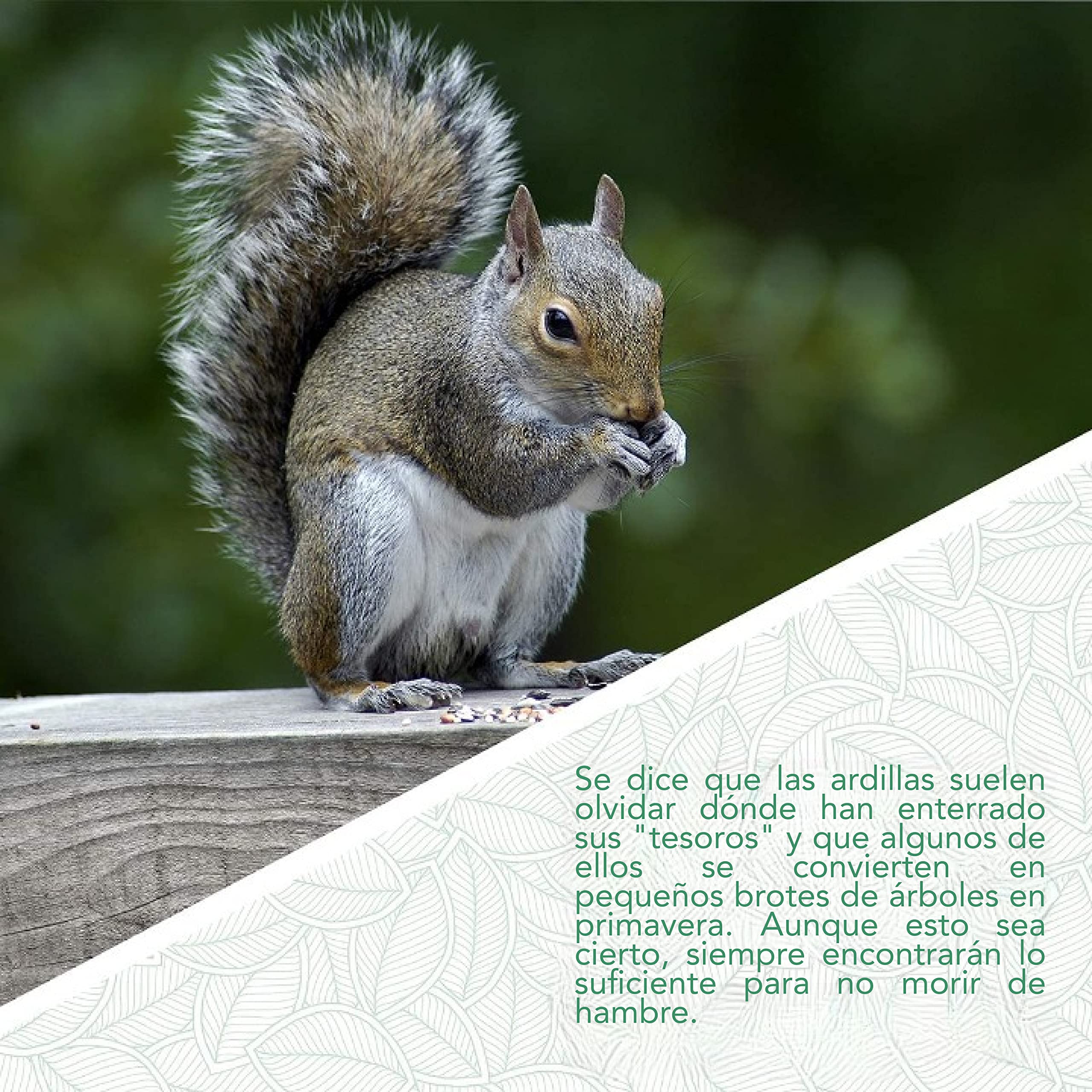 WILDLIFE FRIEND Comedero para Ardillas XXL - para llenar con Comida para Ardillas - Resistente a la Intemperie - Hecho de Madera Maciza, Techo de Metal y Ventana de plástico - 26x14x29cm