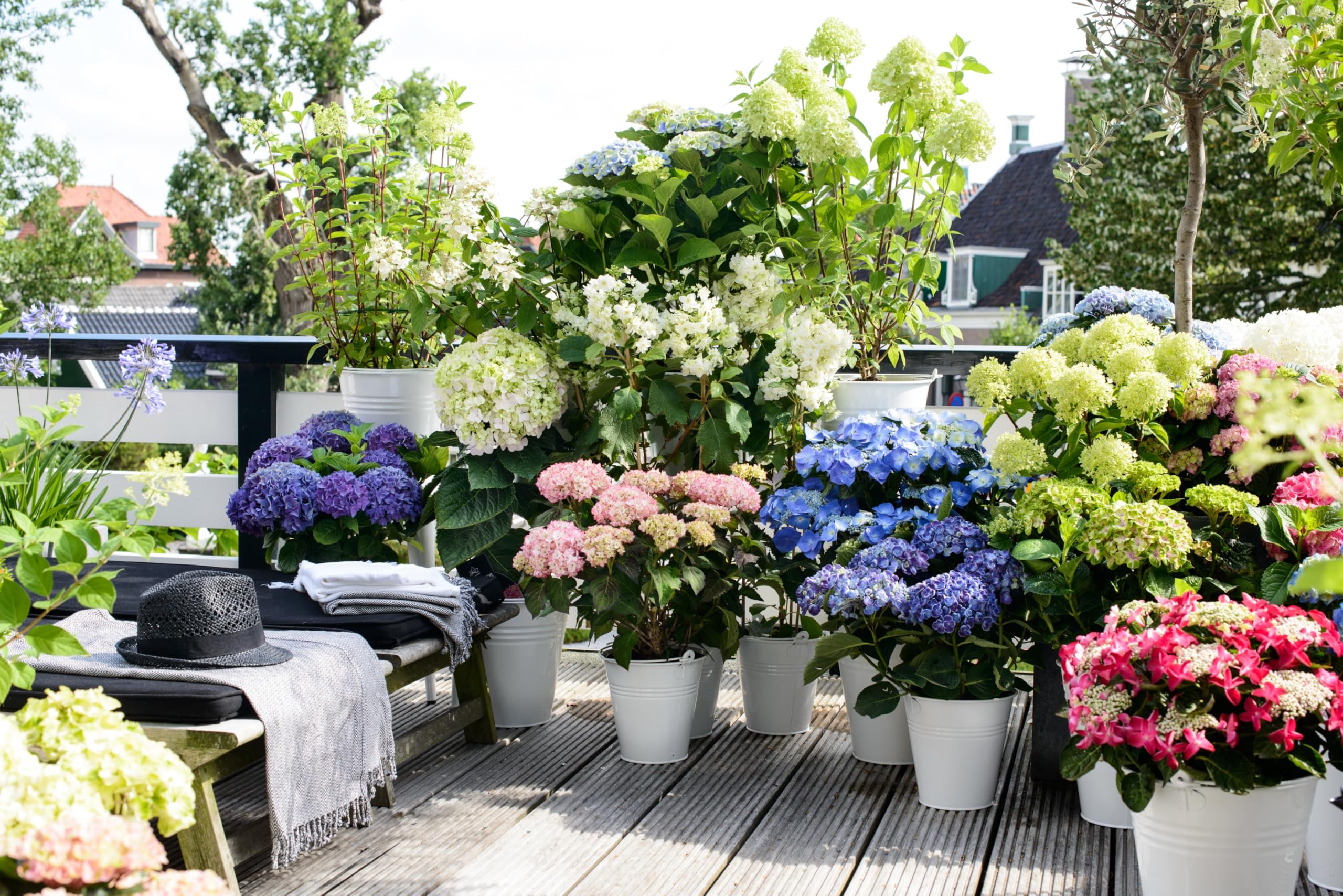Plant in a Box - Hydrangea macrophylla 'Early Blue', 'Early Pink', 'Wudu' - Ortensia - Misto di 6 - Vaso 10,5 cm - Altezza 25-40 cm