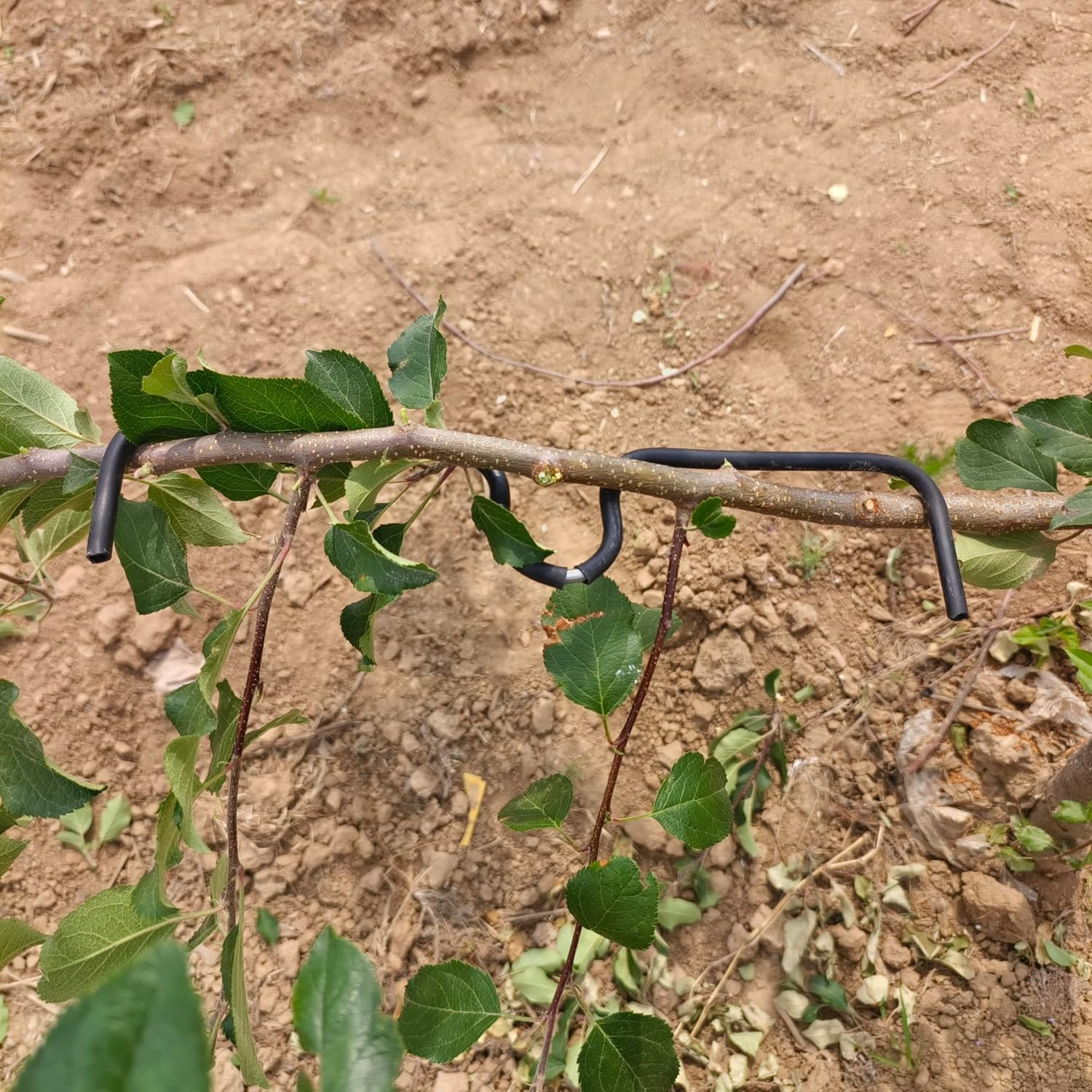 Fruit Tree Limb Spreader 11.8 inch, 20pcs New Fruit Branch Spreader with Plastic Hose Wrapped Iron Wire, Branch Puller Tool for Opening Tree Angles Tree Limb Training Tool Bonsai Modeling Tool