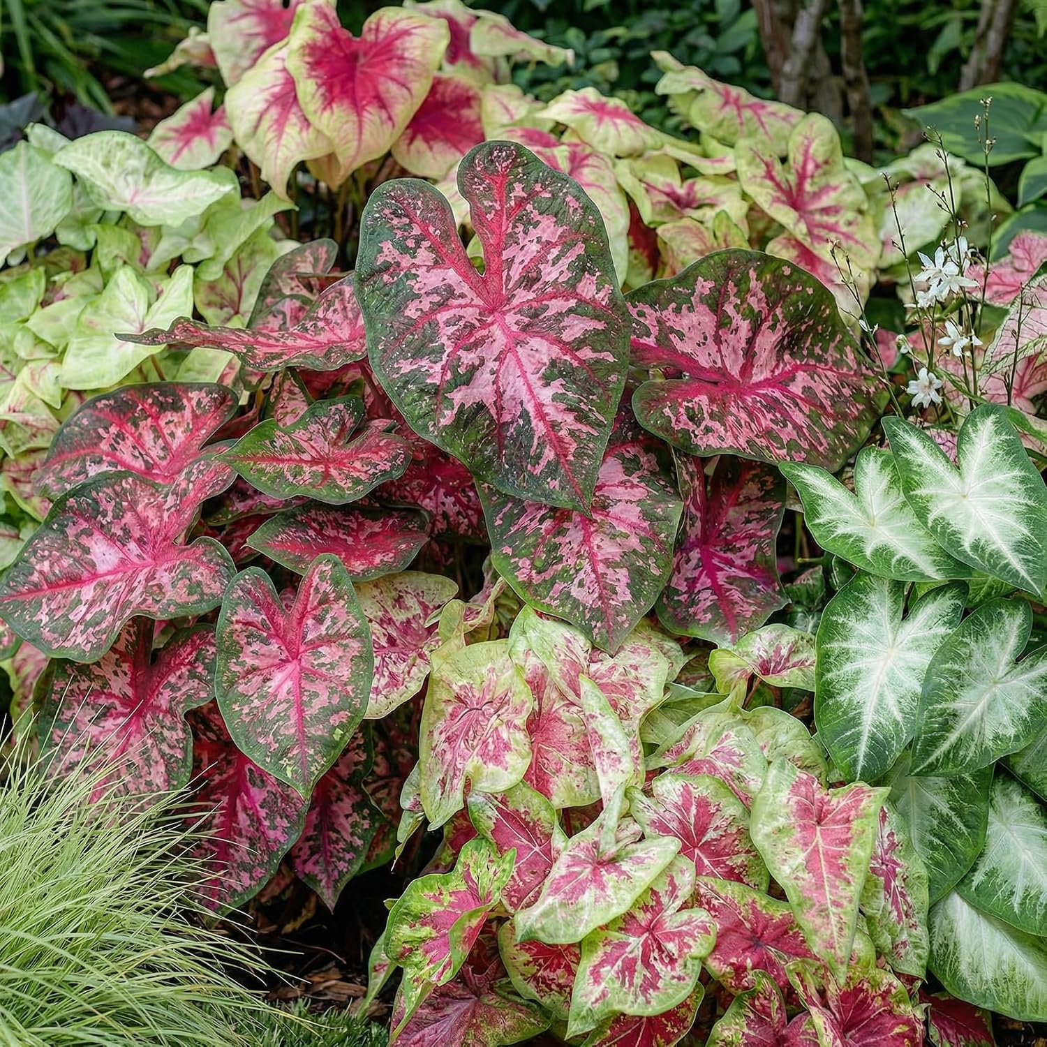 Multicolor - Caladium