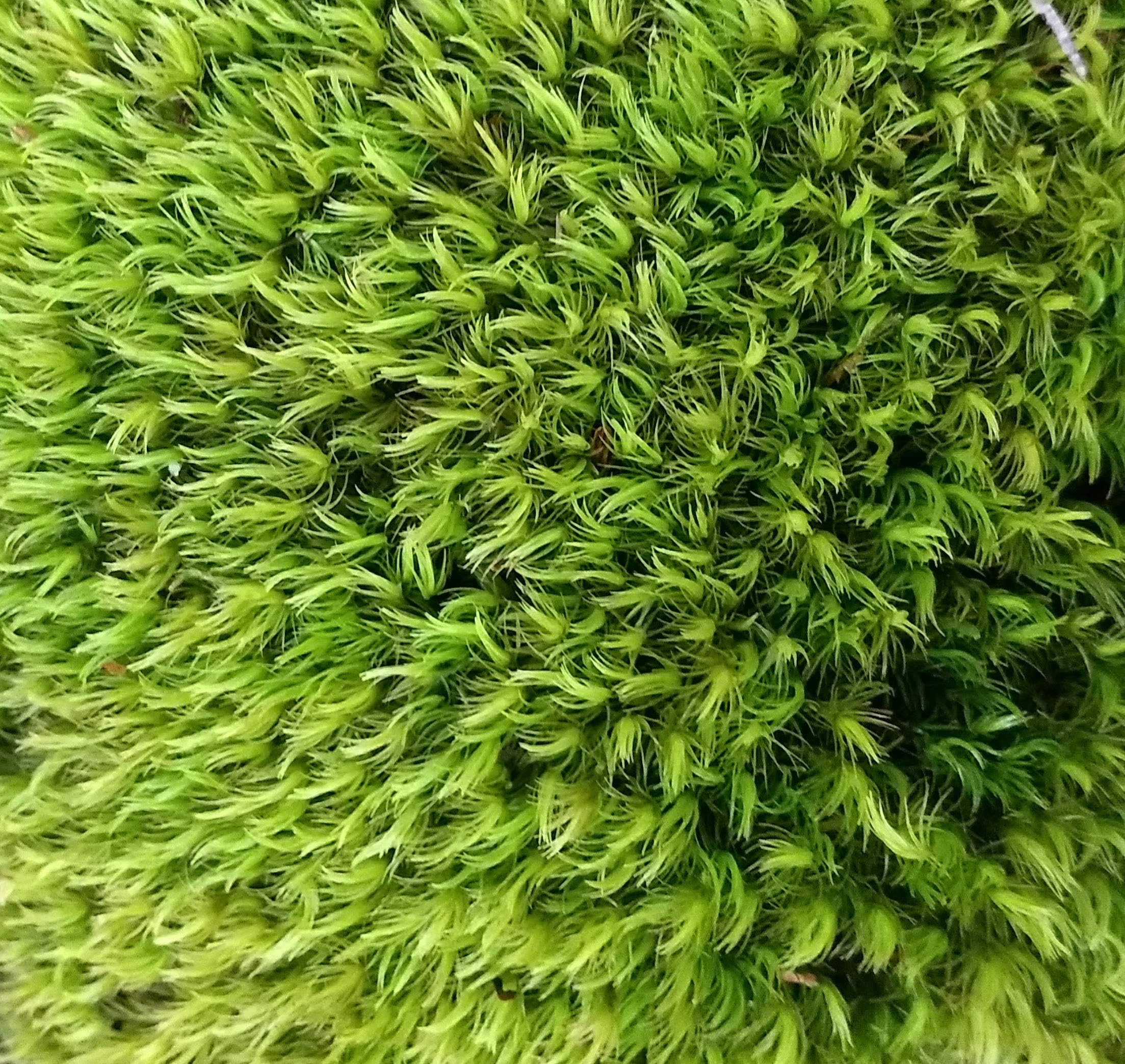 1 Quart of Fresh Organic Terrarium Mood Moss for Terrariums, Fairy Gardens