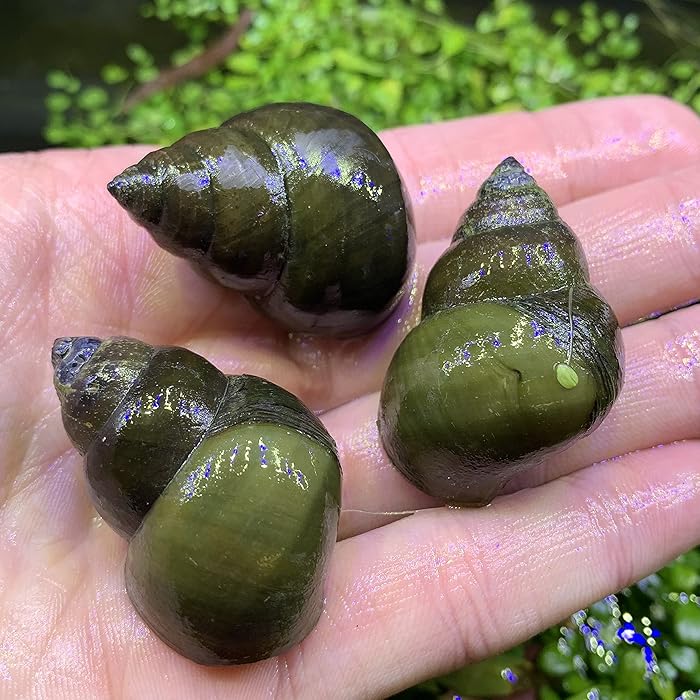Buy 3 Trapdoor Snails Large Aquariums & Ponds Live Freshwater Snail
