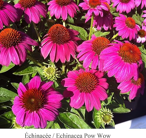 Miniatura 4 de Park Seed Artisan Collection - Semillas de equinácea amarillas degradadas paquete de