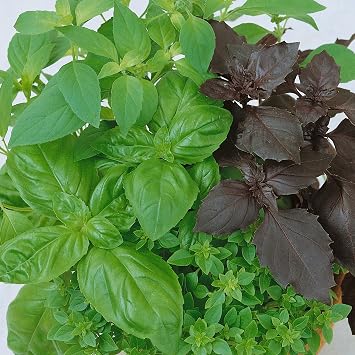 Organic Culinary Blend Basil 0.25 Oz 4,750 Seeds Genovese, Lemon, Lime, Thai & Dark Opal80 DaysNon-GMO, Open-PollinatedGrow in Containers or MicrogreensAnnual HerbOcimum basilicum