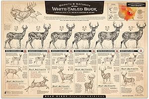 Growth of the White-Tailed Buck Paper Print