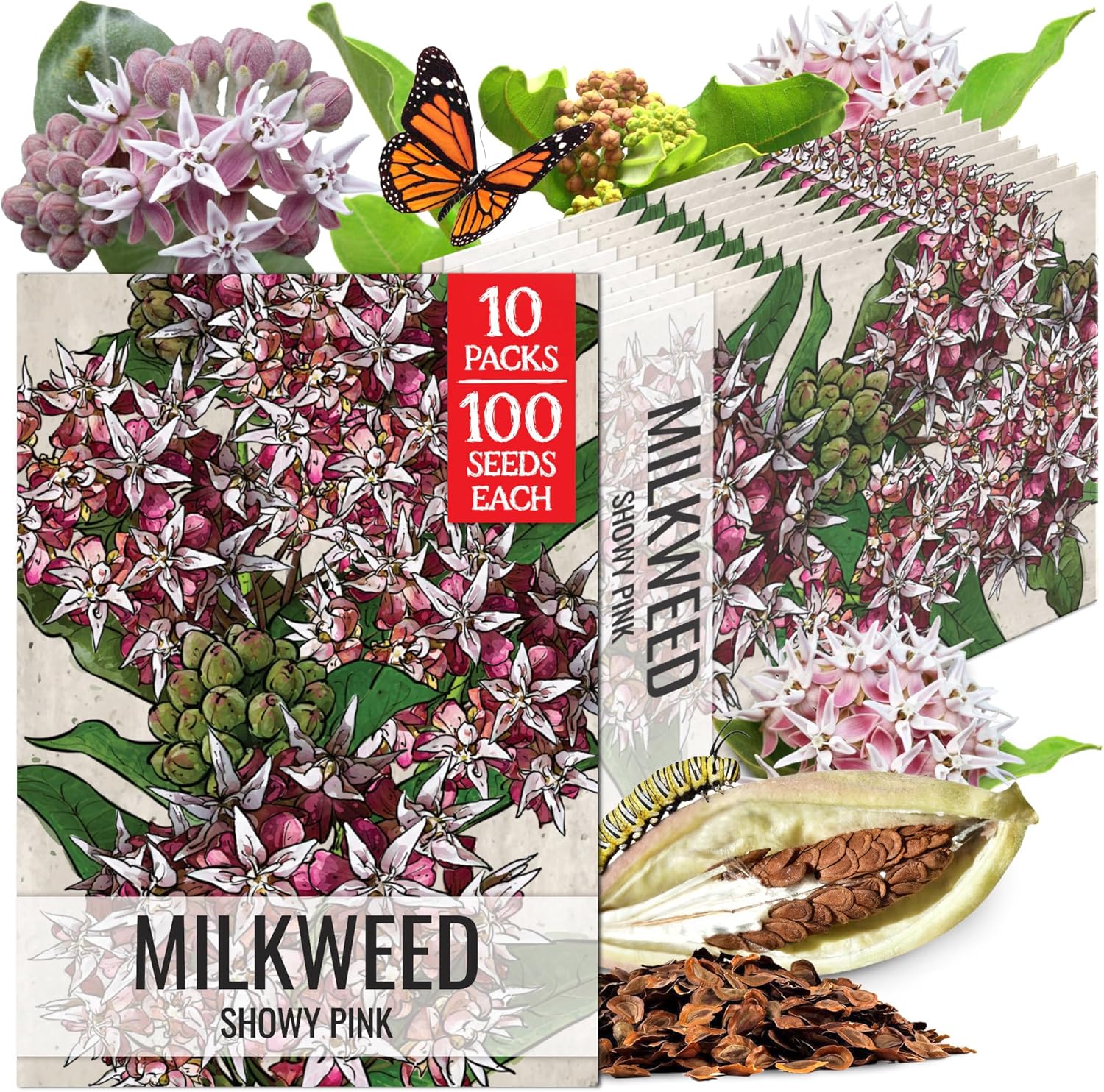 Seed Needs Showy Milkweed Seeds for Planting - Untreated & Open Pollinated, Attracts Monarch Butterflies in a Butterfly Garden (10 Packs)