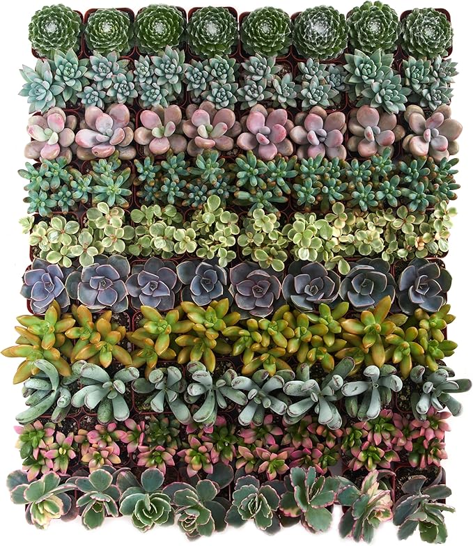 Shop Succulents Assorted Succulent Plant Pack Collection