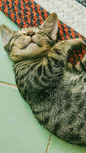 Cat Lock screens