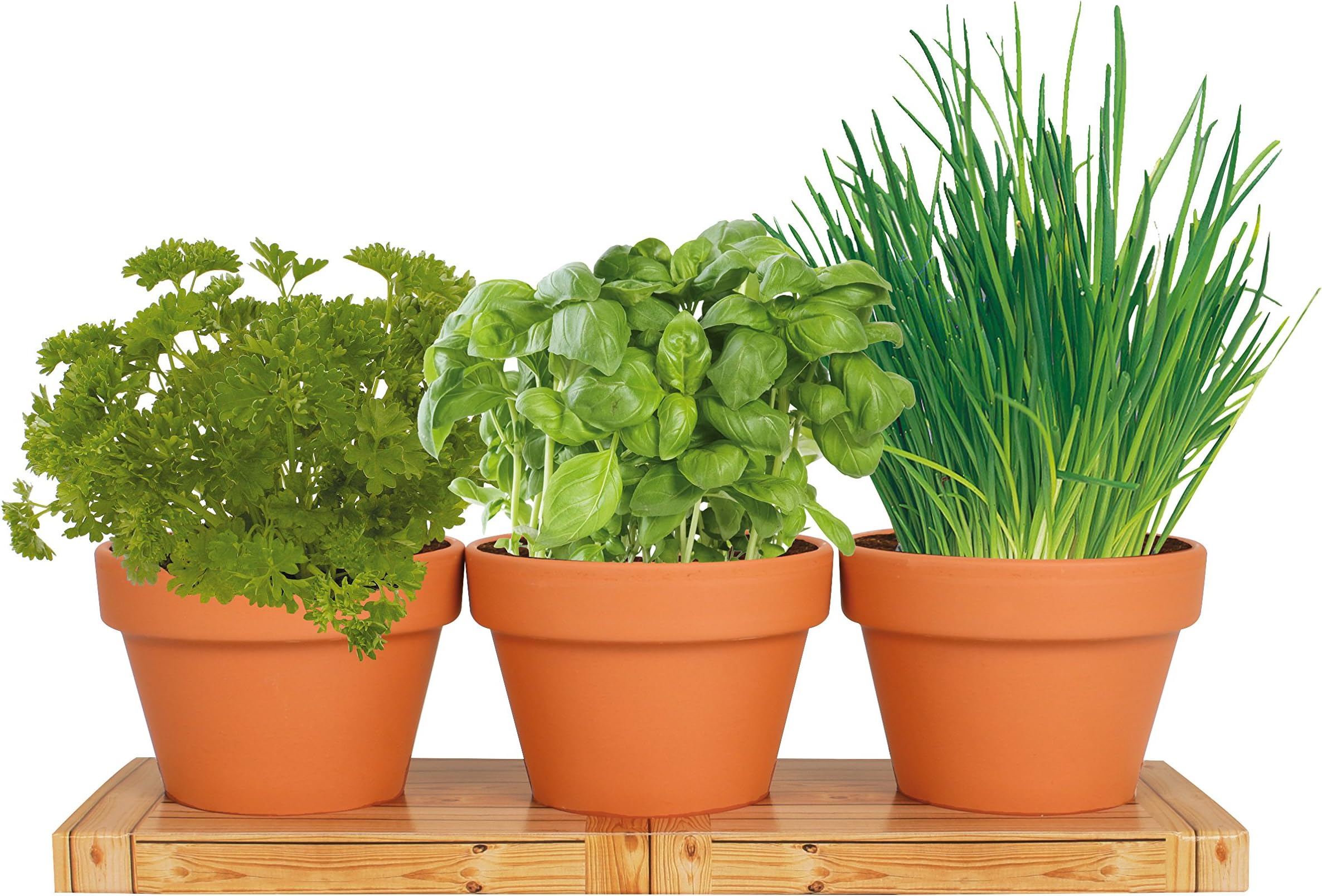 | Herb Trio Grow Kit | Grow Basil Plant, Parsley and Chives this Summer | Grow a Herb Garden From Seed in Terra Cotta Pots | Non-GMO Live Plants