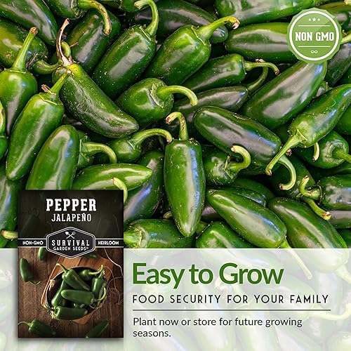 Miniatura 7 de Survival Garden Seeds - Semillas de pimiento jalapeño para plantar - Paquete con instrucciones para plantar y cultivar chiles verdes o rojos en tu