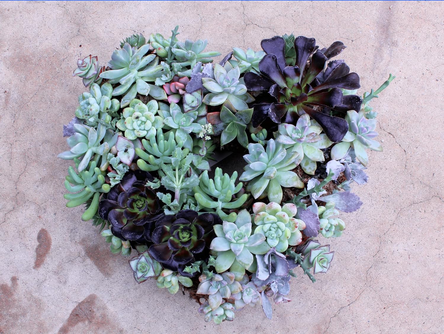 SuperMoss (22360) Living Wreath for Indoor and Outdoor Decor – Soil-Free Sphagnum Moss Wreath for Succulents, Plants, and Flowers – DIY Garden Craft for Front Door or Wall, 9”, Heart