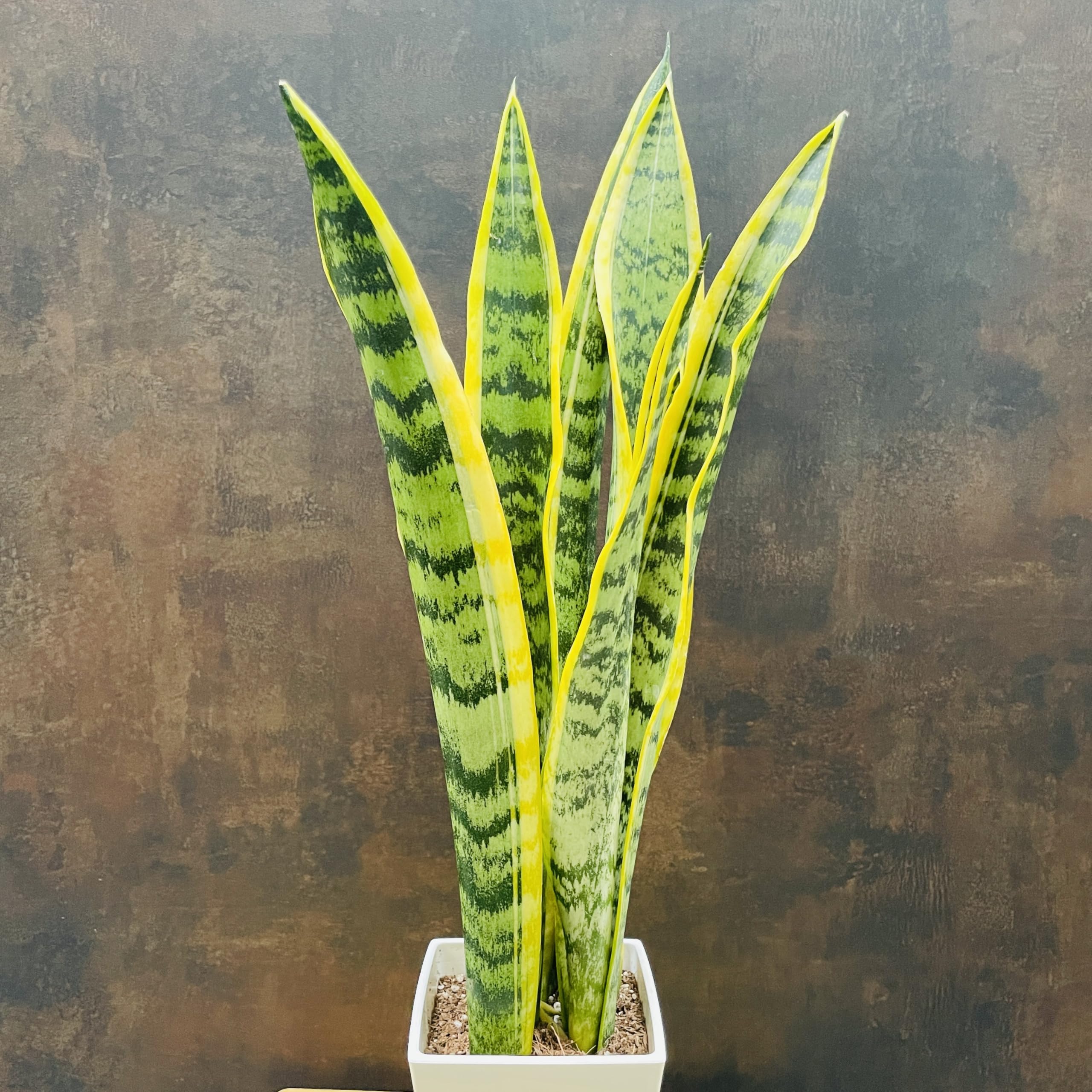Amazon.co.jp: 観葉植物 サンスベリア 鉢植え プランター 虎の尾