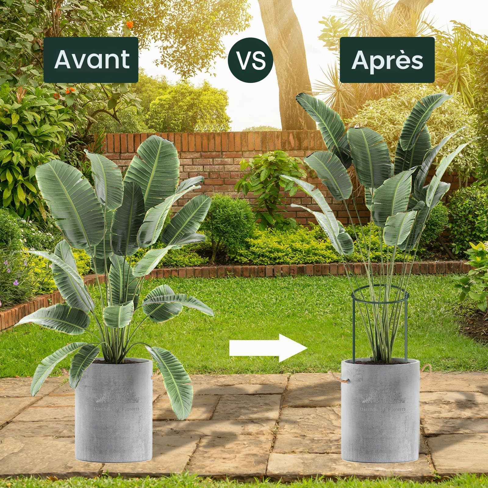 12 Pièces Grands Tuteurs Semi-Circulaires 25x60cm - Support pour Plantes, Pivoine, Intérieur - Anneau de Soutien pour Hortensias, Pivoines, Vivaces, Légumes
