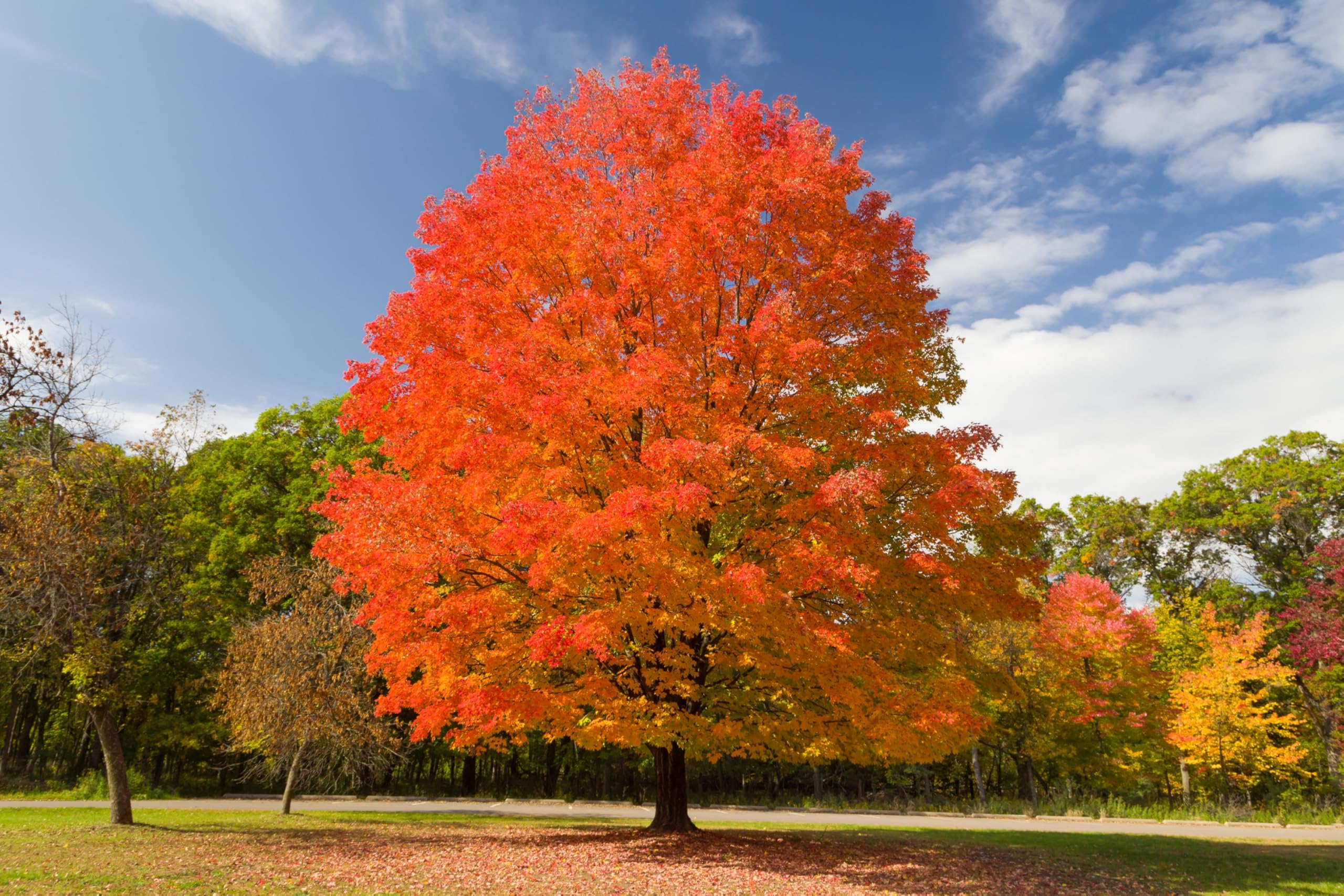 Sugar Maple Tree - Dormant Plant Bareroot Shipped 12-24 inches