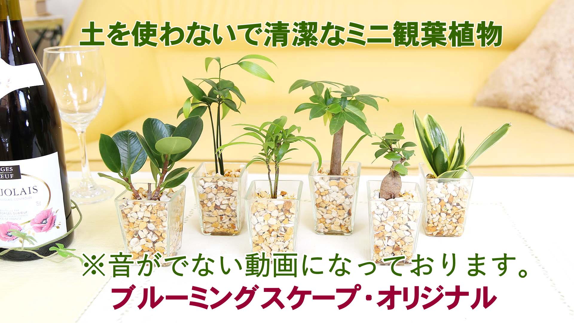 Amazon｜【ブルーミングスケープ】土を使わない観葉植物 ゼオライト