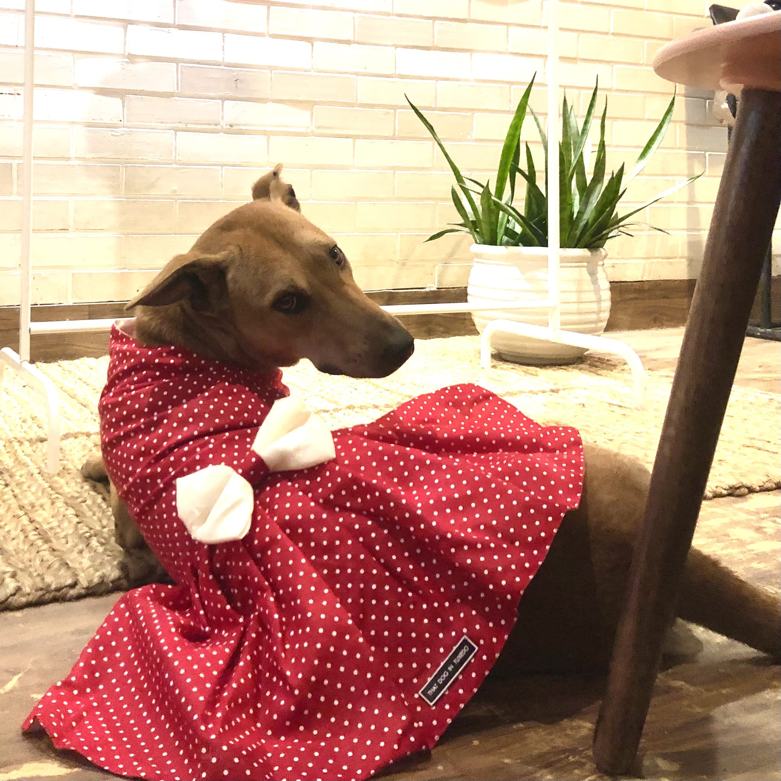 That Dog In Tuxedo Dog Dress Retro Polka Dress Clothes for Dogs/Cats (19), Red, 1 Count 2