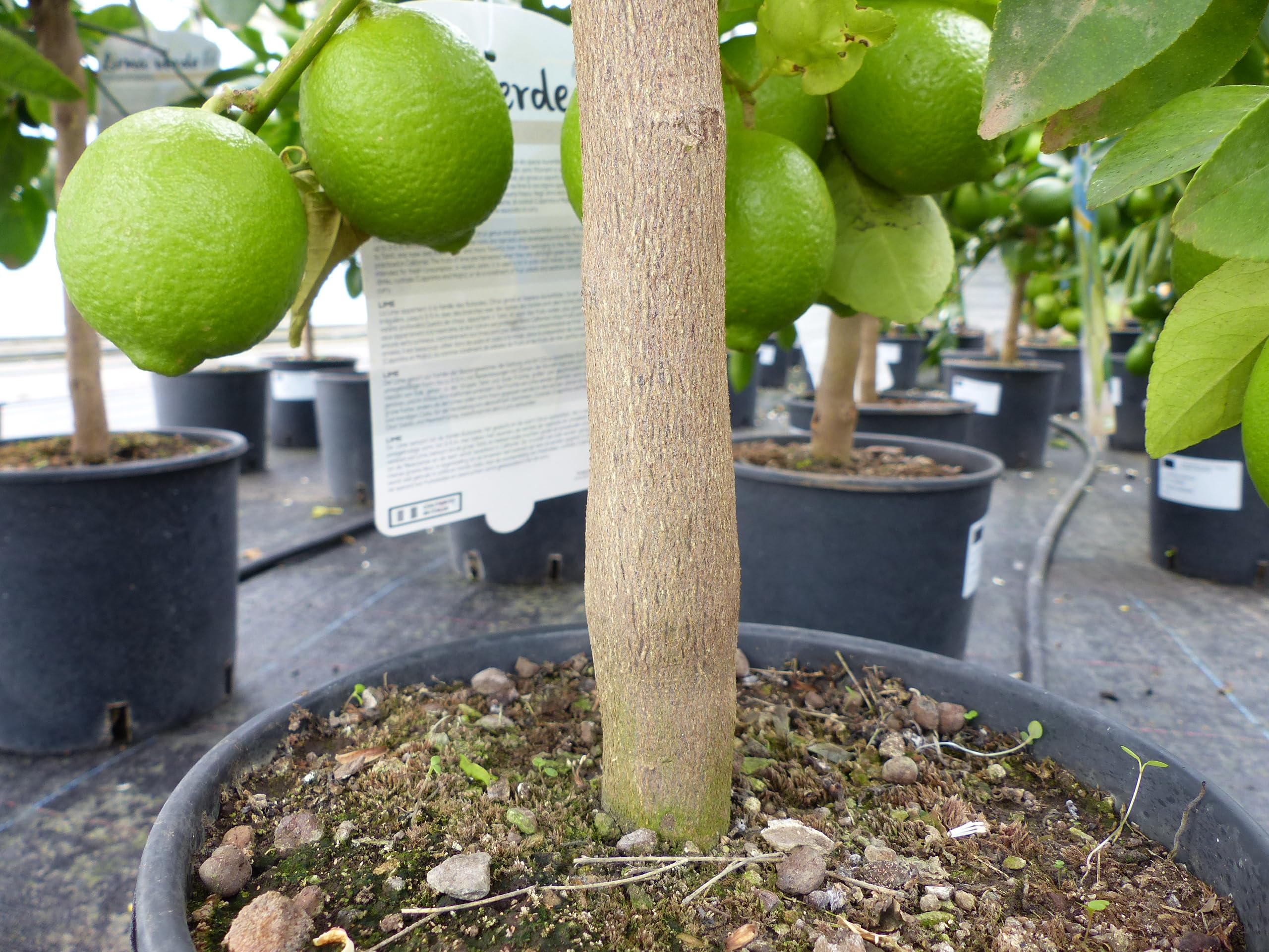 gruenwaren jakubik echte Caipi Limette Limettenbaum Citrus Lime 75-90 cm Zitruspflanze
