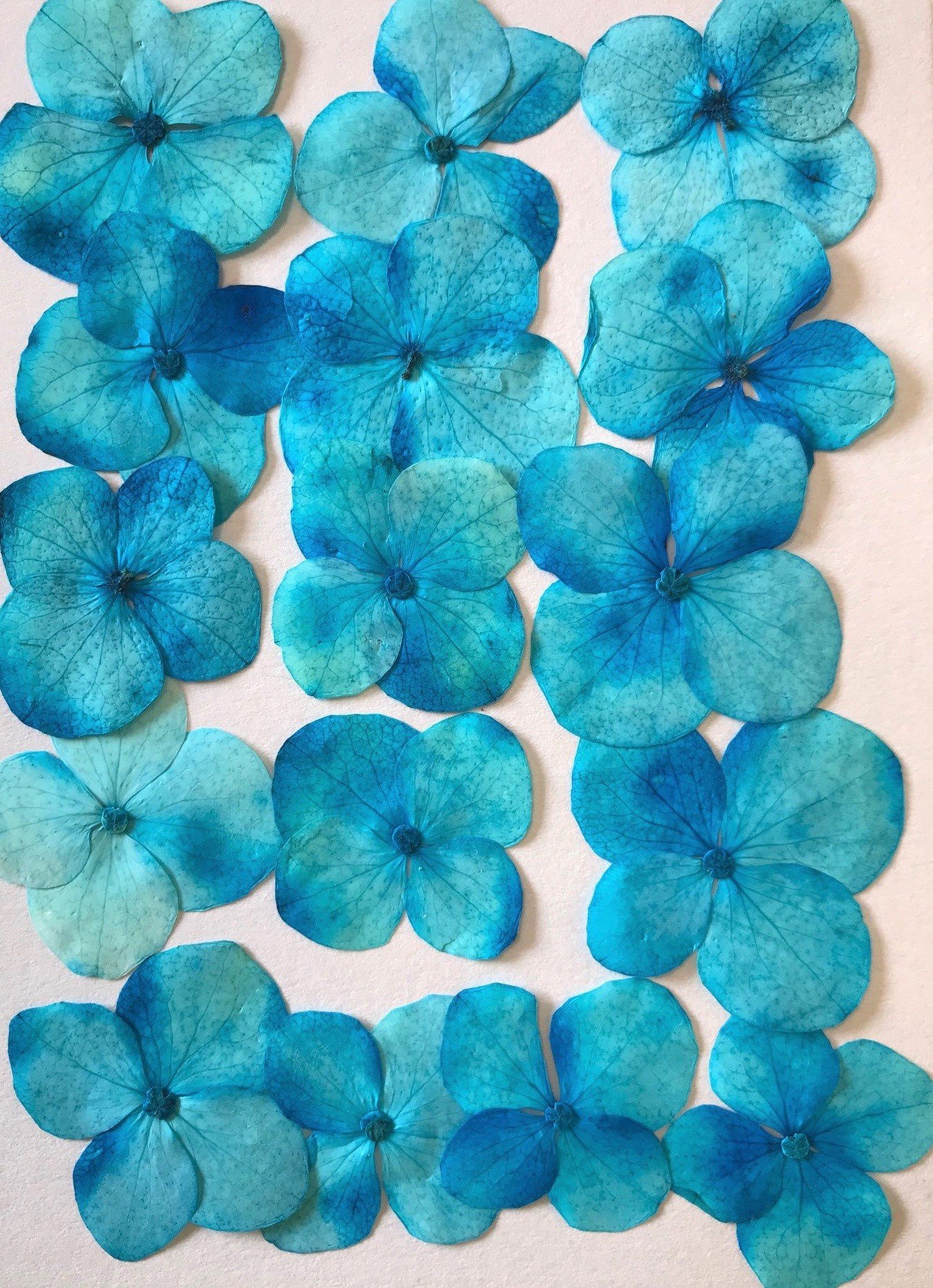 Amazon.co.jp: フクサン 押し花キット アジサイ(ブルー)FUK-1032