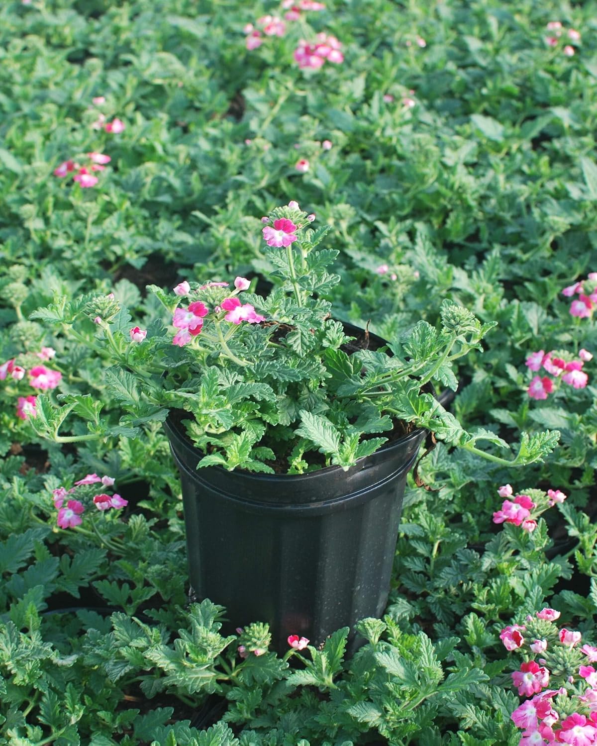 Perennial Farm Marketplace Verbena EnduraScape 'Pink Fizz' (Vervain) Perennial, Size-#1 Container, Pinkish-White Bi-Color Blooms