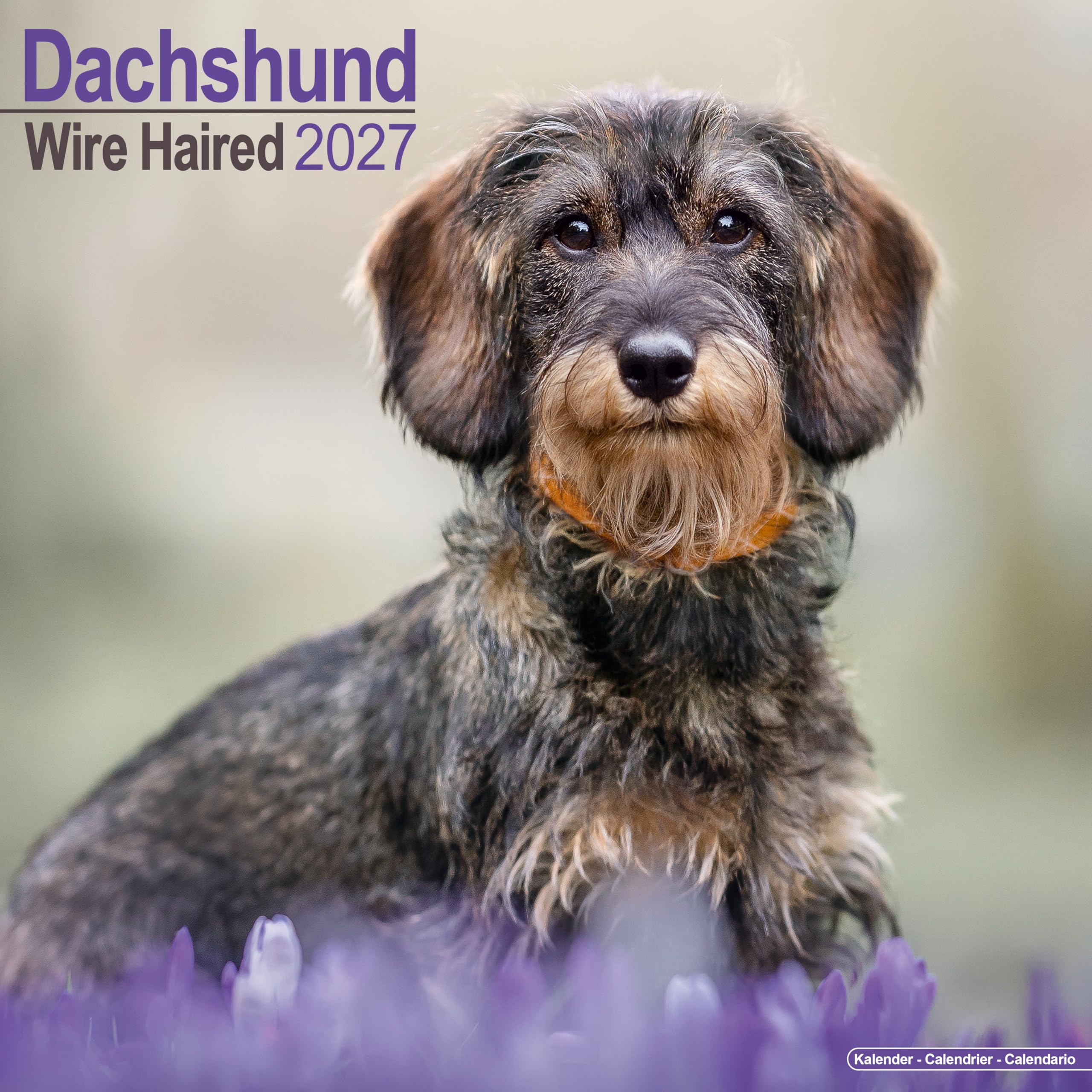 Wirehaired Dachshund 2027 Calendar | Square Wall Calendar | Dog Breed Gift | Plastic Free Packaging | by Avonside Publishing