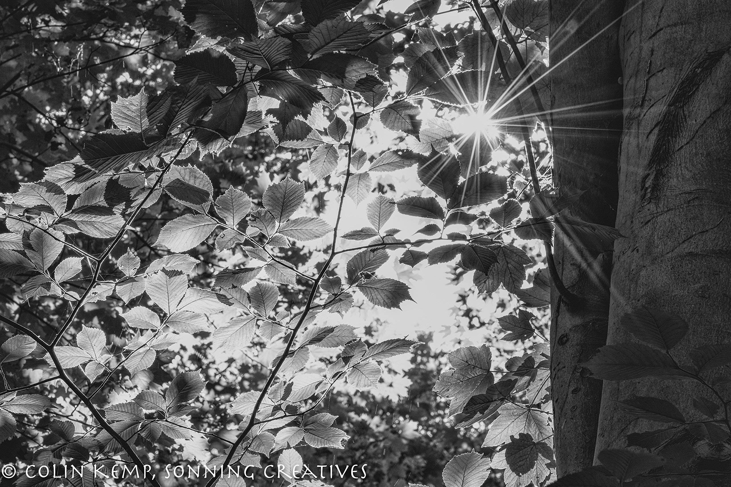 Woodland Photograph, Sunburst Through Summer Leaves, Black and White Fine Art Print