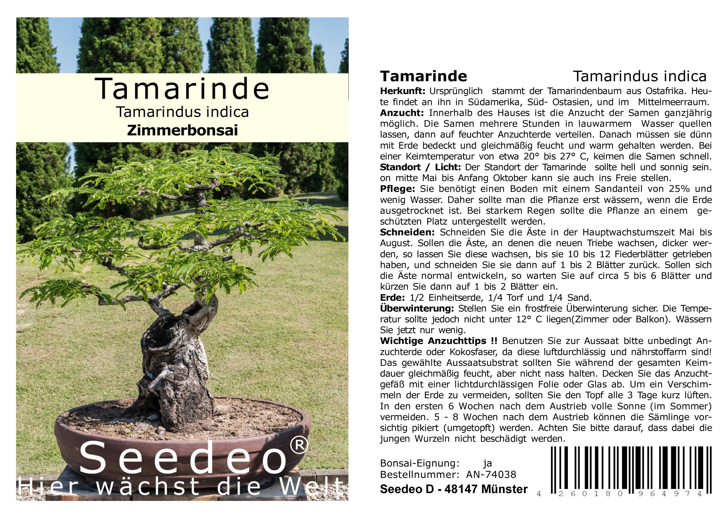 Seedeo Bonsai Anzuchtset Tamarinde (Tamarindus indica) : Amazon.de: Garten
