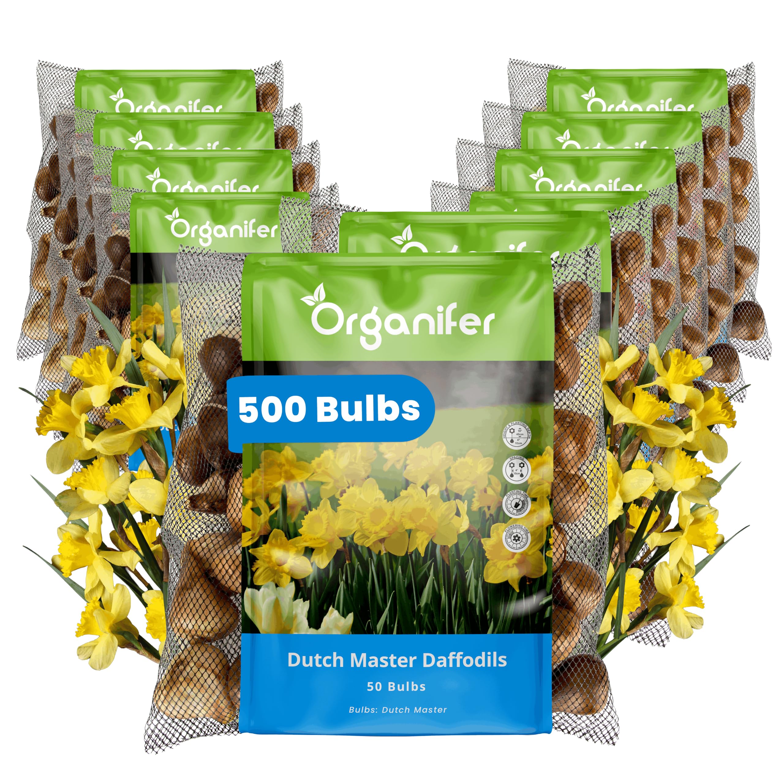 Bulbos De Narciso - 500 Bulbos De Flor - Dutch Master - Organifer
