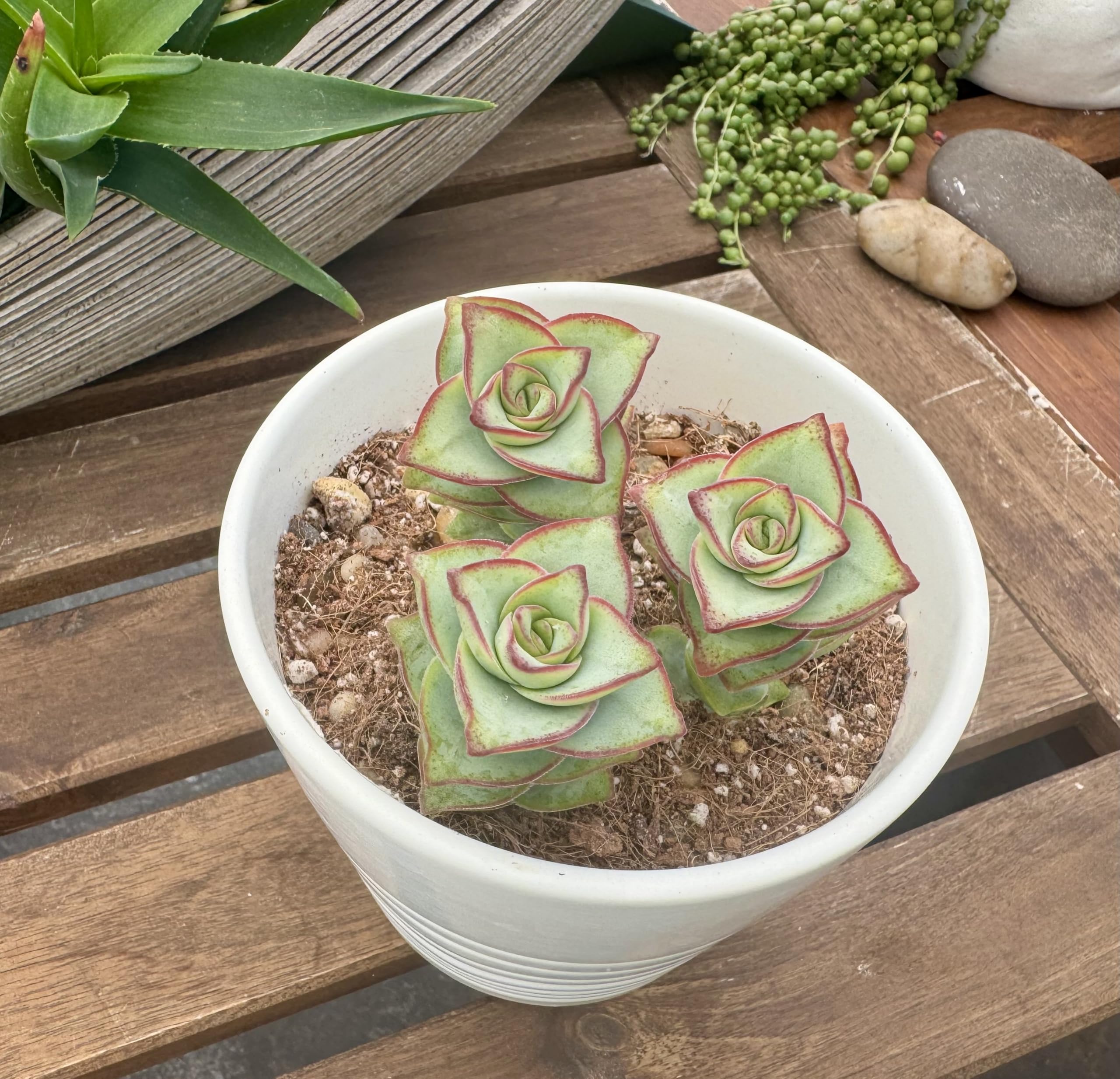 Amazon.com : Ten String of Buttons Succulent Cuttings - Fresh Crassula  Perforata - Easy to Grow, Drought Tolerant, Ideal for Indoor and Outdoor  Decor by Fatplants : Patio, Lawn & Garden