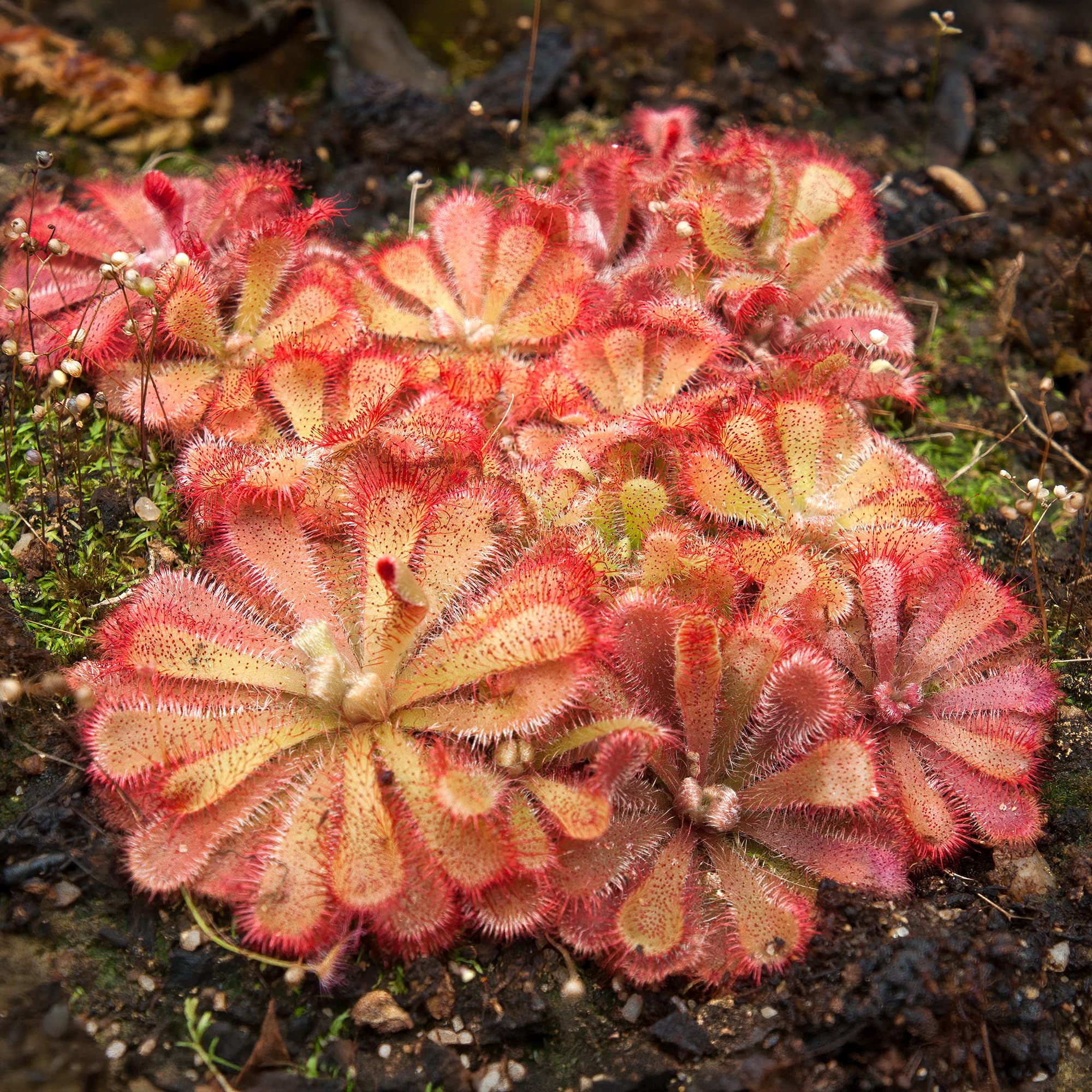 Drosera Aliciae - Alice's Sundew Plant - Carnivorous Plants - Unusual Fly Eating Plant Indoor Makes a Thoughtful Gift - Ideal Fly Catcher Plants for Natural Pest Control (9cm Pot, 10-20cm)
