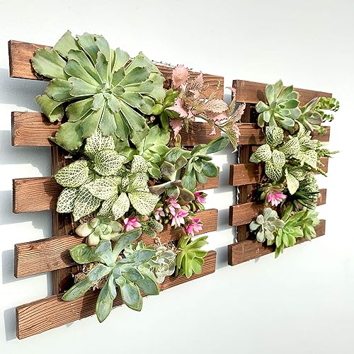ShopLaLa 2 maceteros de pared colgantes de madera para suculentas, orquídeas, Tillandsias u otras, decorativos, soportes de plantas reales, para