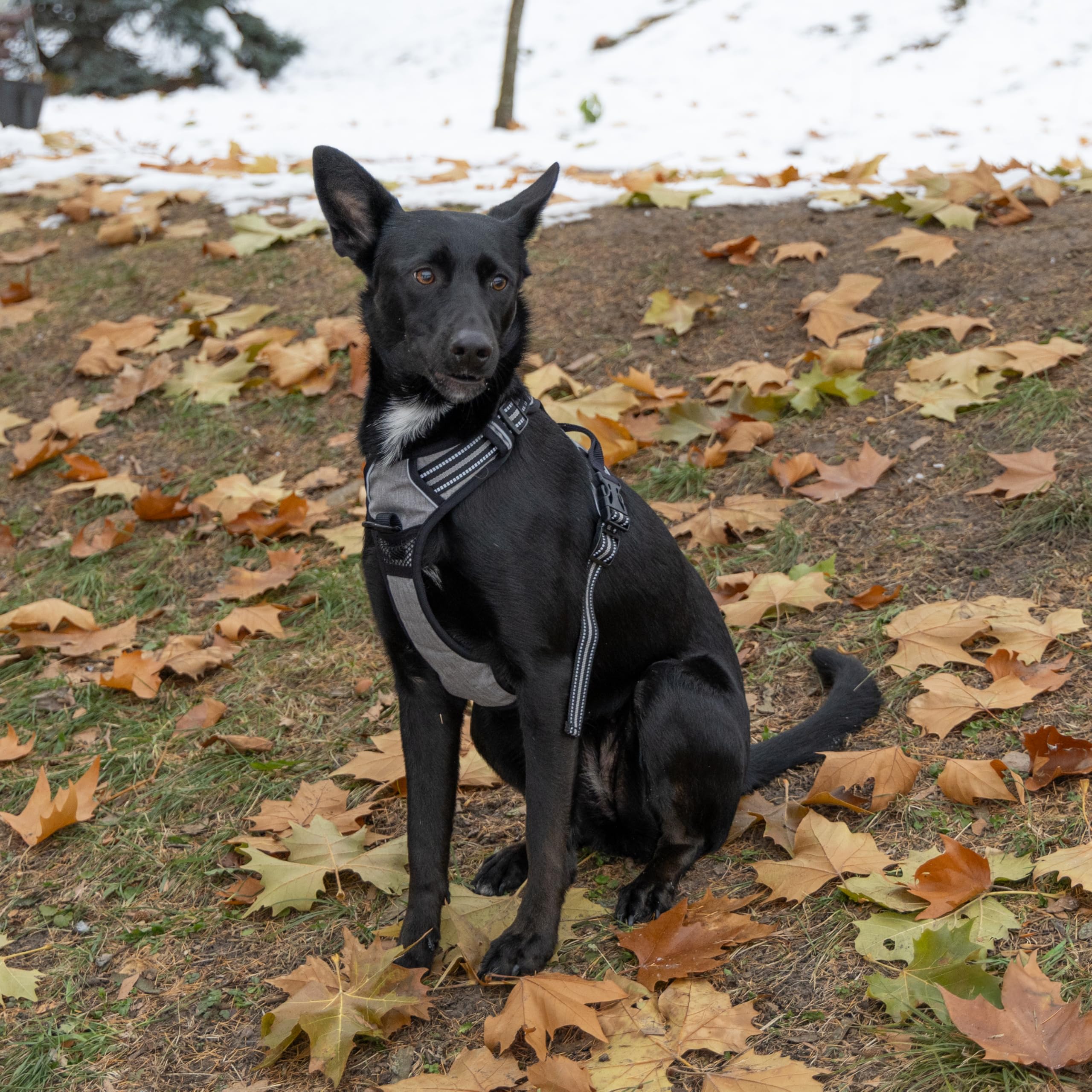 Ferplast Pettorina Cane Taglia Media, 2 Ganci per Massimo Controllo, Anti Tiro, Pettorina Cane Regolabile, Riflettente, Traspirante, Imbracatura Cani ideale per Addestramento M, Grigia