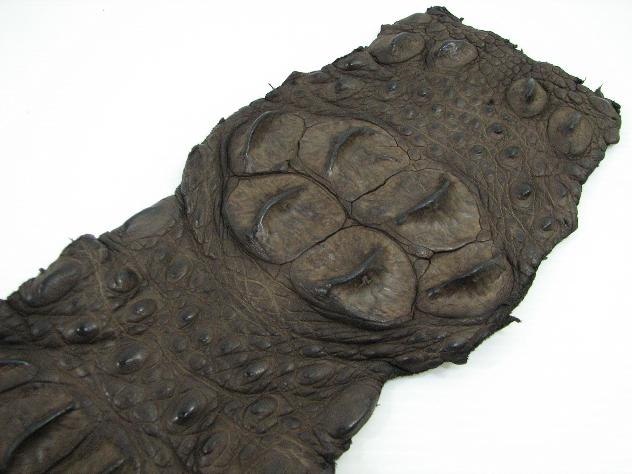 PELGIO Genuine Crocodile Alligator Hornback Skin Strap Leather Hide Pelt Chocolate Brown (5.5" x 44")