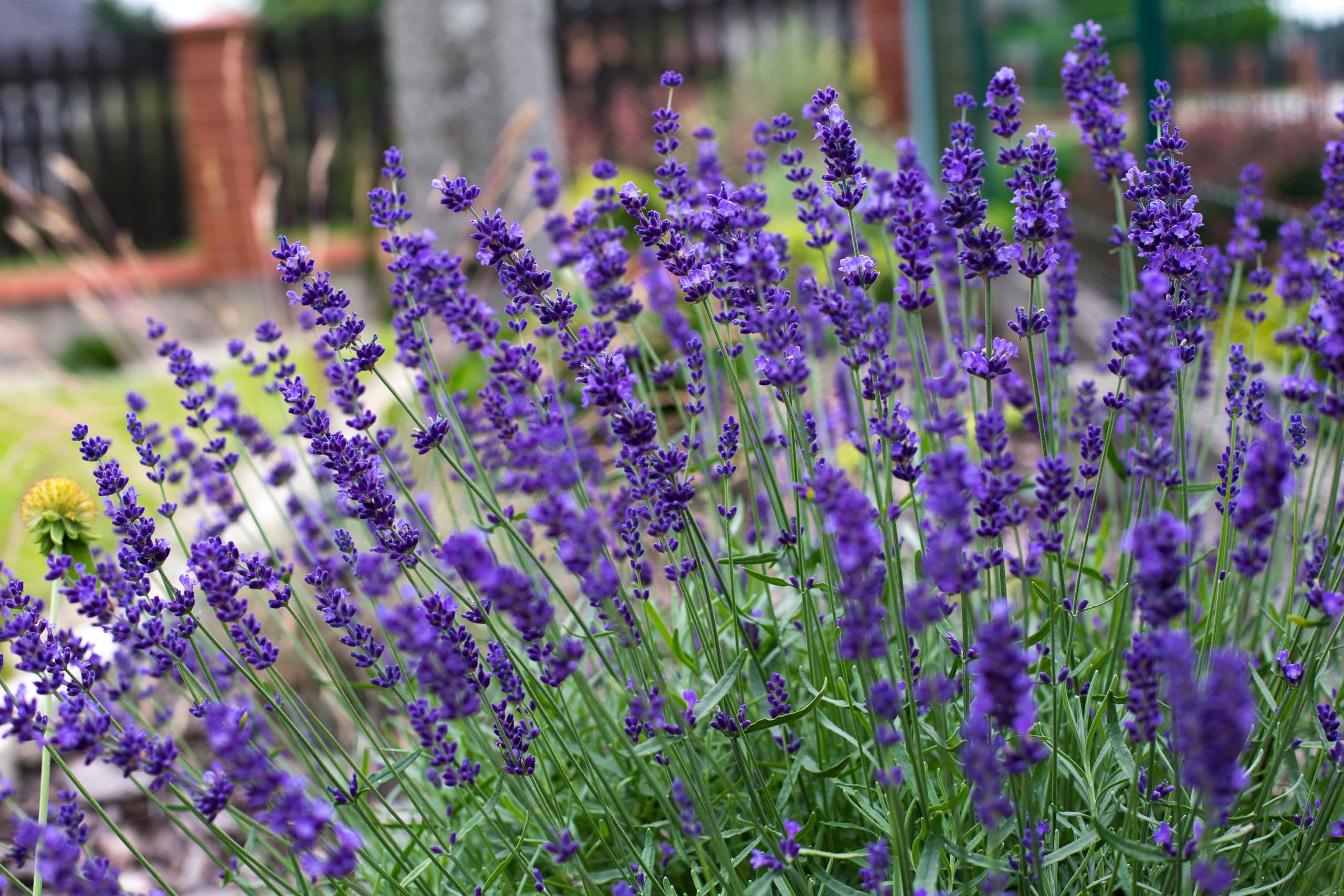 Stauden Gänge 50 x Lavandula angustifolia 'Hidcote Blue' Echter Lavendel | Blaue Staude für Sonne, Blüte Juli bis August, mehrjährig, 9x9 cm Topf