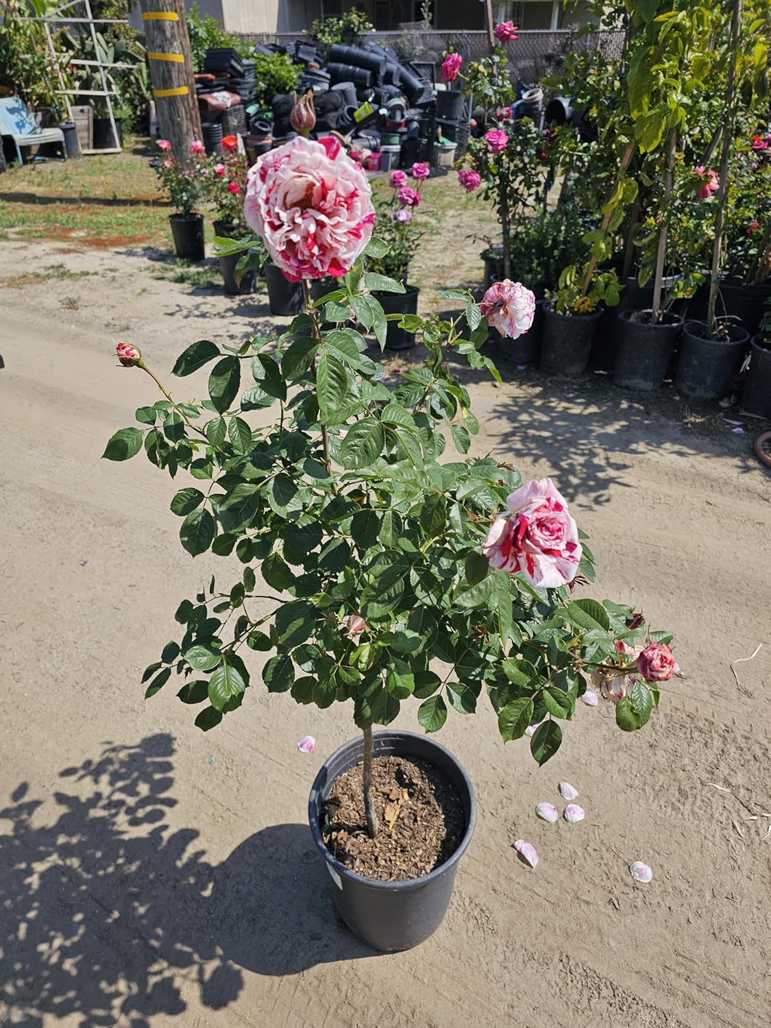 Rose Tree, Live Flowering Plant, 4-5 ft Tall, Reblooming All Year, 5 Gallon Pot (Rosa 'Diana, Princess of Wales' Pink Blend, 5 Gallon)