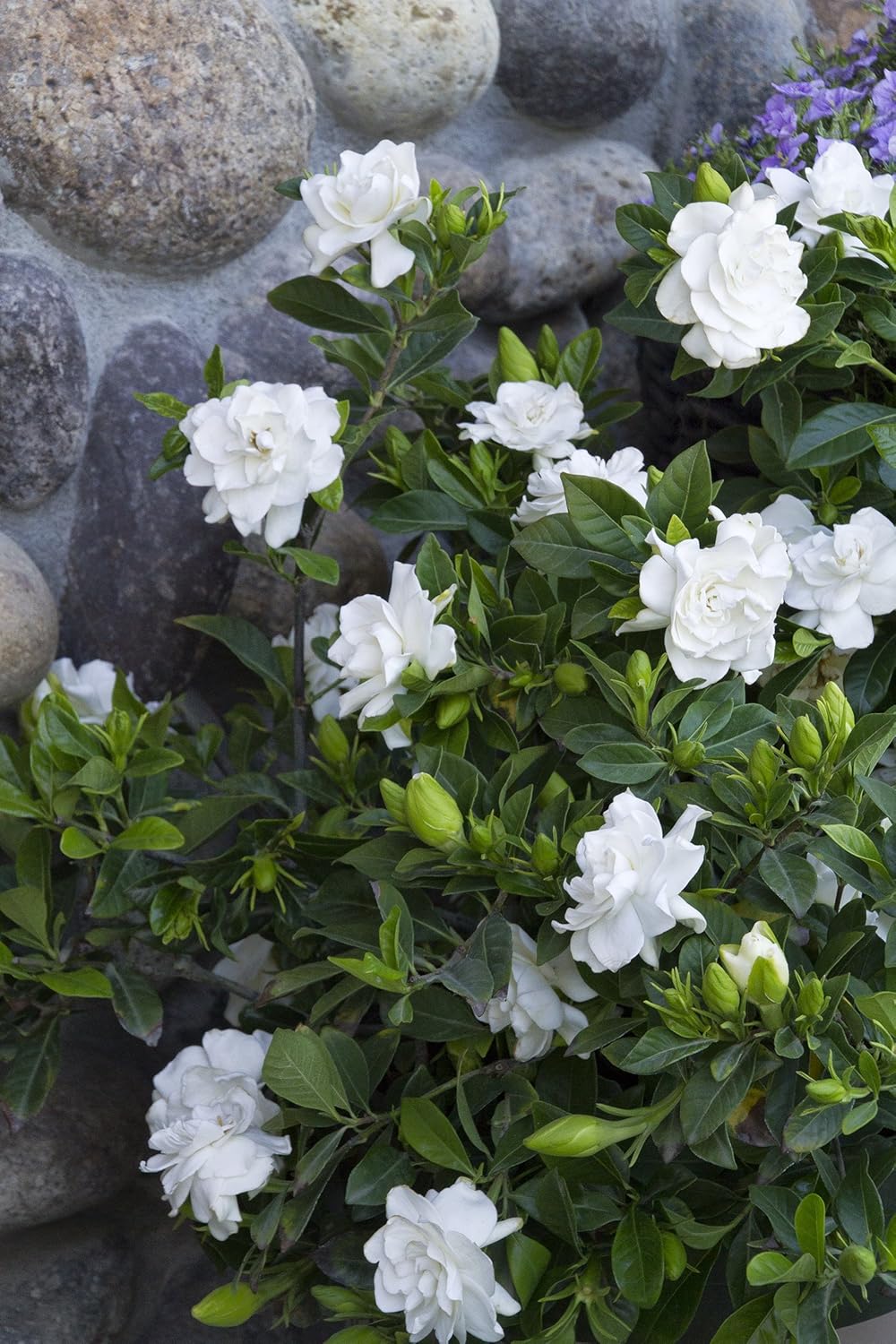 Everblooming Gardenia aka Gardenia jas. 'Veitchii' Live