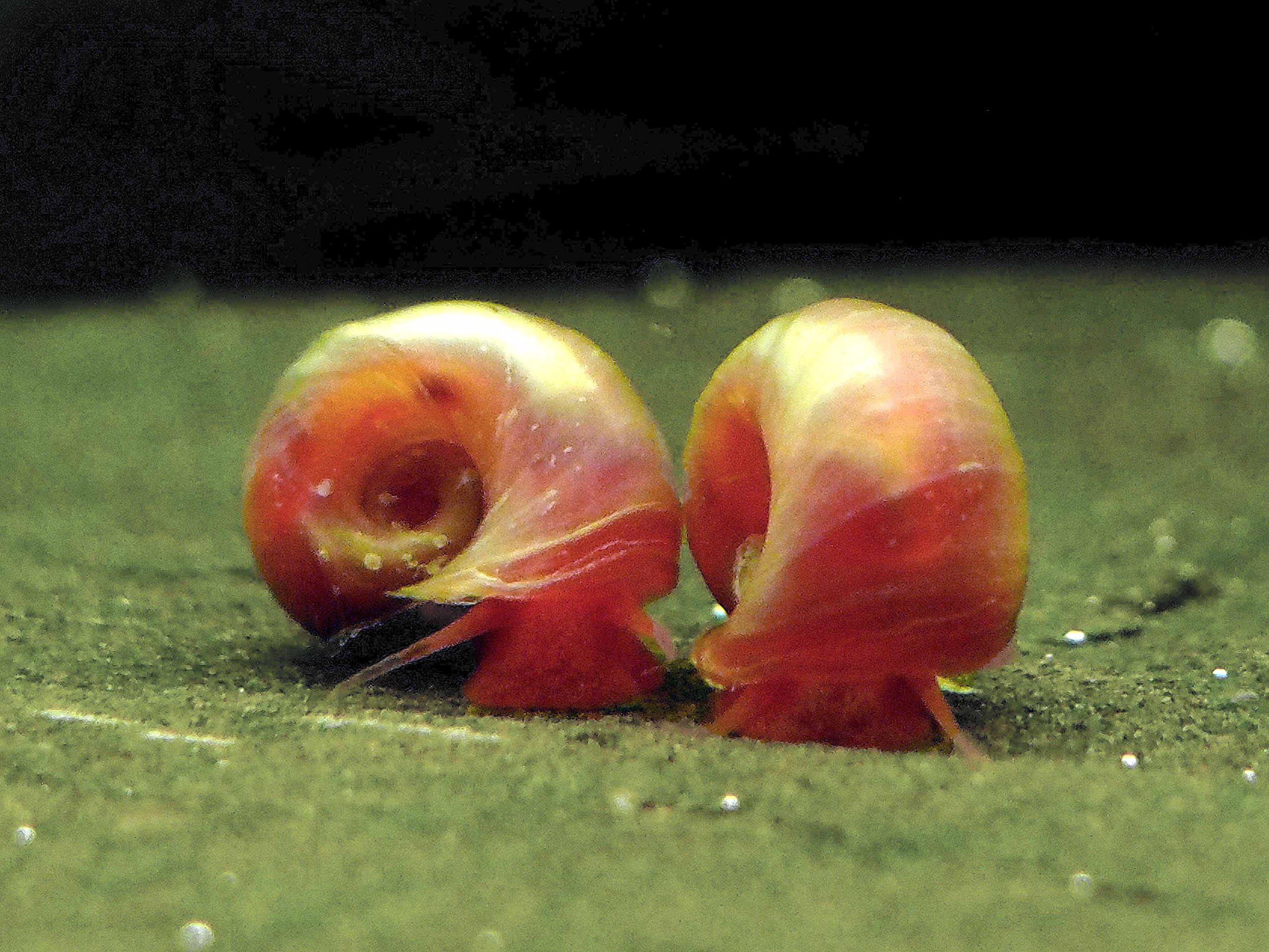 Aquatic Arts 1 Live Bright Red Ramshorn Snail | Aquarium Sand/Substrate Clearer | Freshwater Fish Tank Accessories