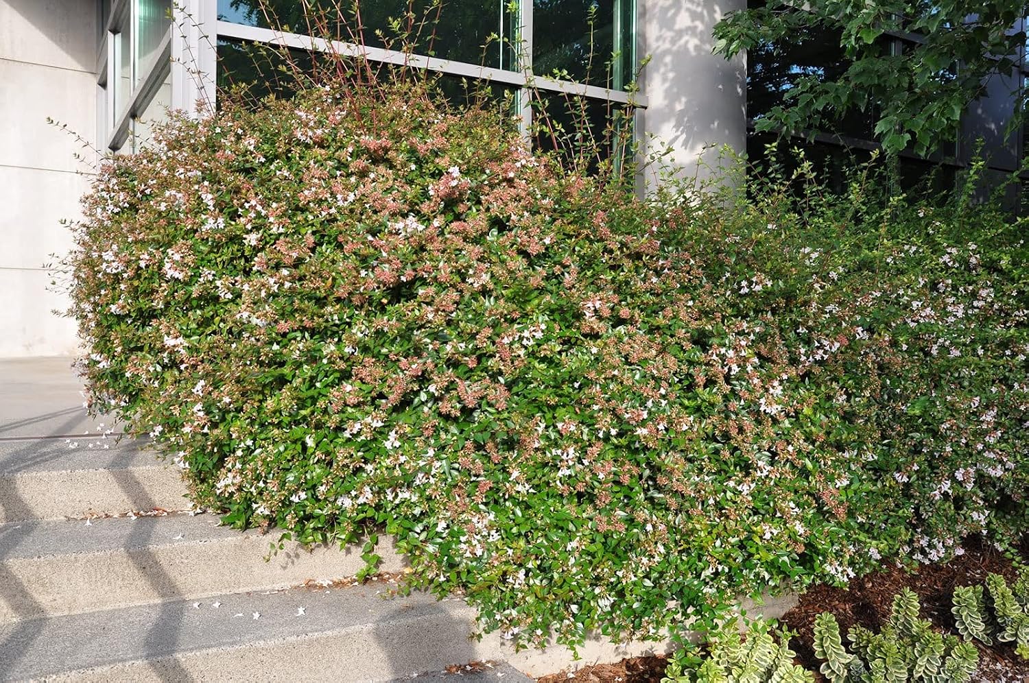 Abelia Grandiflora Edward Goucher | 1 Large Trade Gallon Size Plant | Flowering Butterfly Attracting Shrub