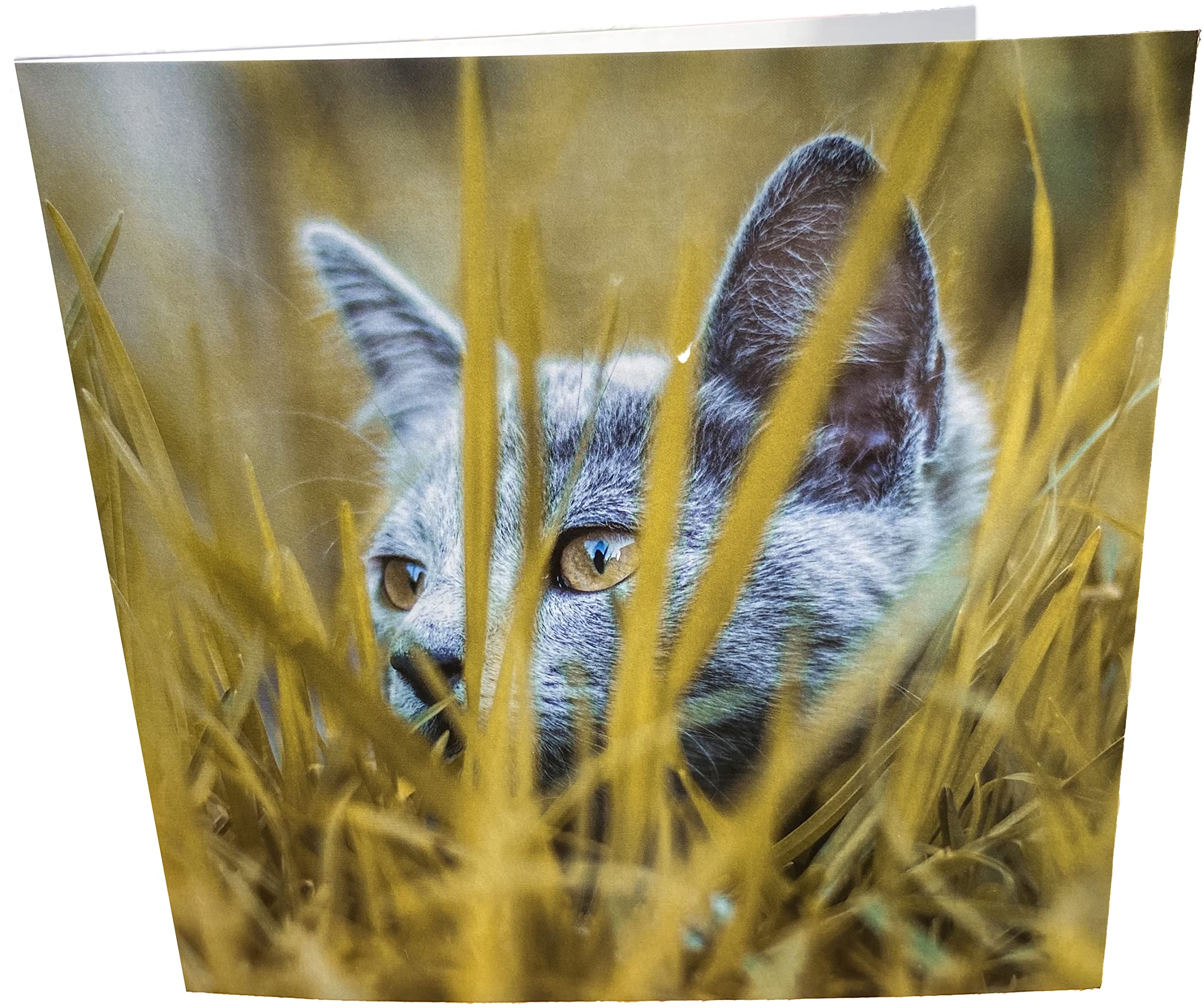 Maturi Hiding Cat Photographic Blank Birthday Greetings Card, 15.5 x 15.5 cm