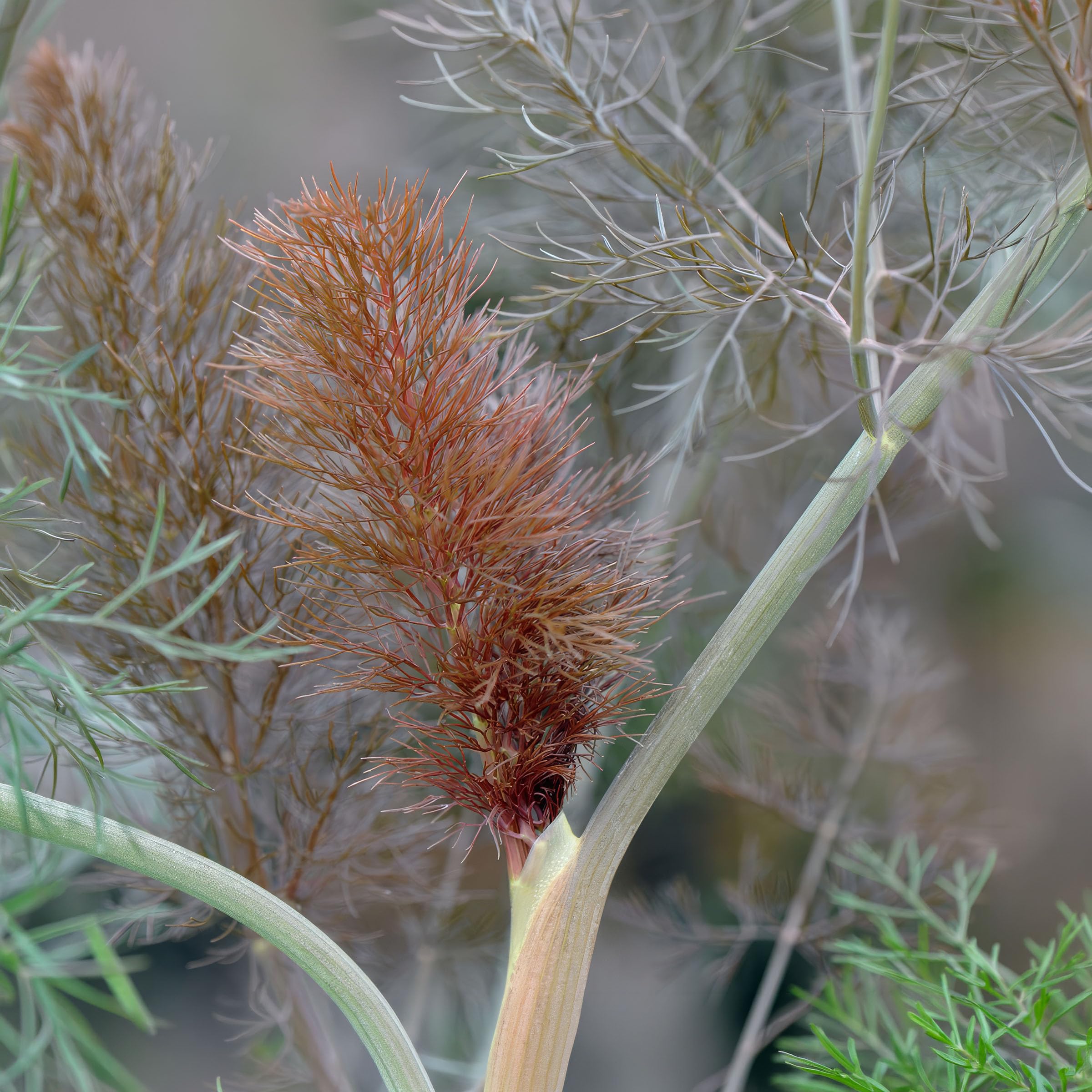Plant Theory 9cm Pot Fennel Giant Bronze Herb Plant Foeniculum Vulgare Giant Bronze