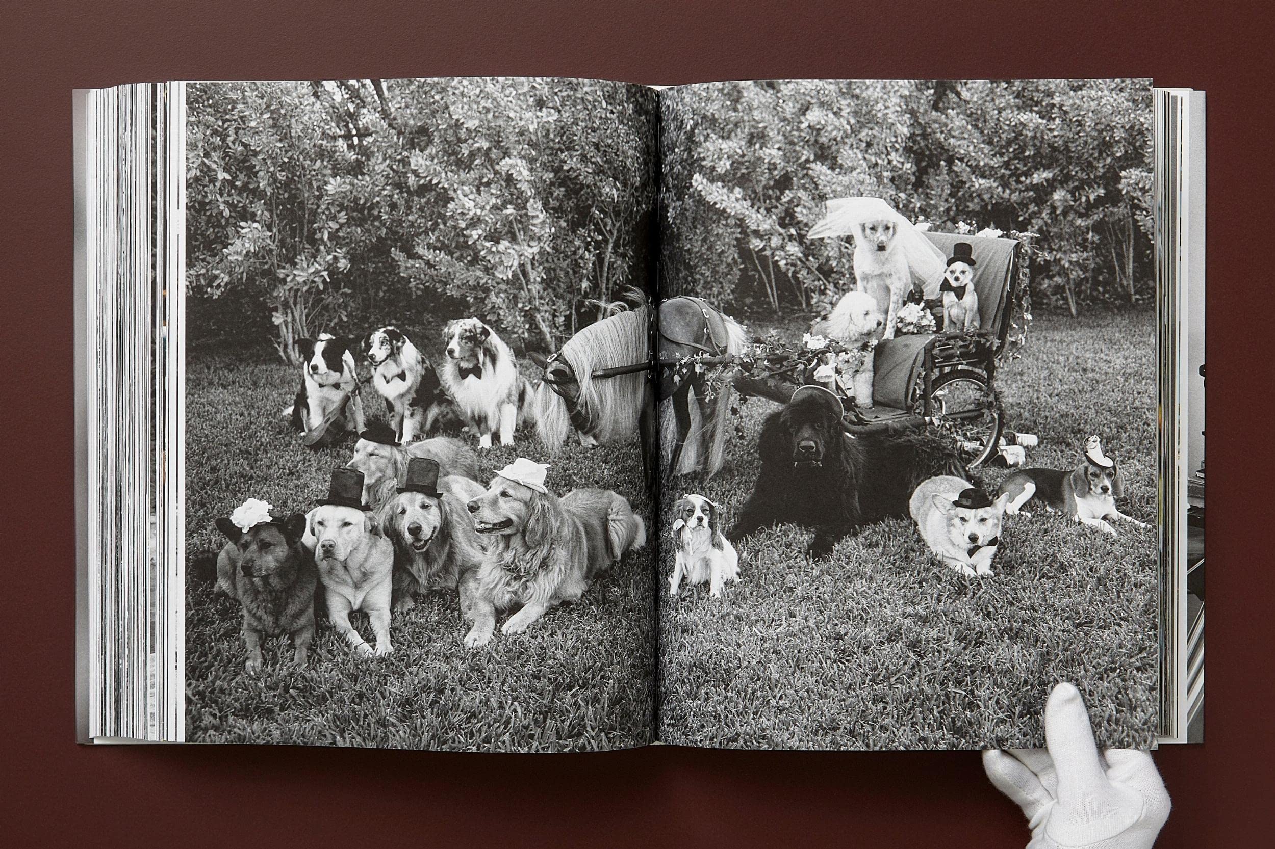 Bruce Weber: The Golden Retriever Photographic Society