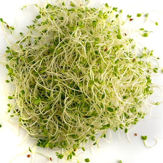 PREMIER SEEDS DIRECT - MICROGREEN/Sprouting Seeds - RED Clover - Organic (200 Grams)