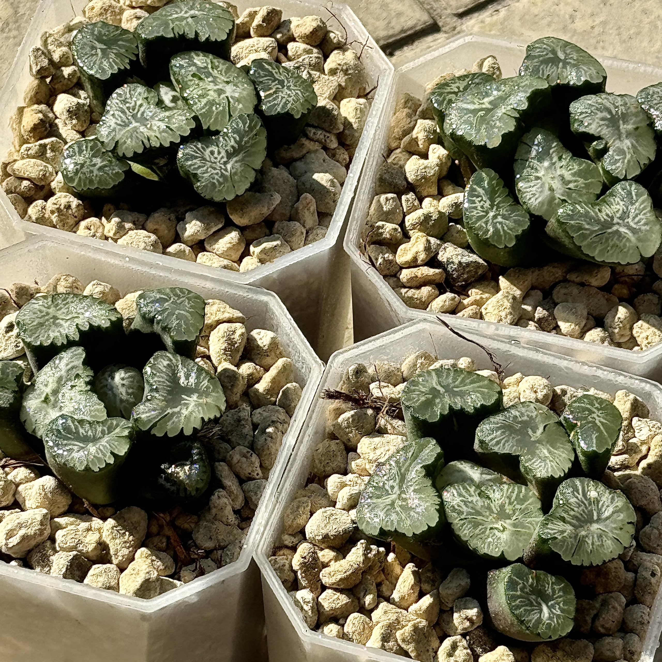 ハオルチア 多肉植物 万象錦 極上斑 公式通販 万象 ≧∇≦）多肉植物