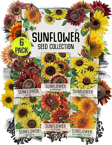 Miniatura 9 de Seed Needs, Colección de Paquetes de Semillas de Nomeolvides (Incluye 3,000 Semillas de Nomeolvides para Plantar) Herencia y Polinización Abierta -