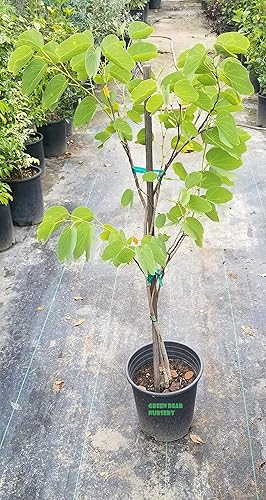 Miniatura 2 de Árbol vivo de Pata de vaca (Bauhinia Purpurea), árbol de orquídea hawaiana, árbol de hoja de pie de vaca, árbol de hoja pezuña de vaca Camel Foot