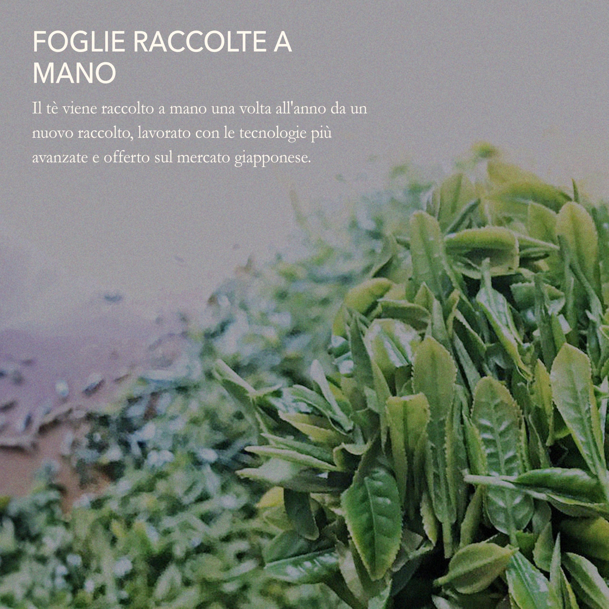 Green Loose Leaf Tea 3.5 Oz (100g) – Premium Japanese Organic Green Tea Loose Leaf – Vegan and All-Natural Rich in Antioxidant Fukamushi Sencha Japanese Tea Leaves