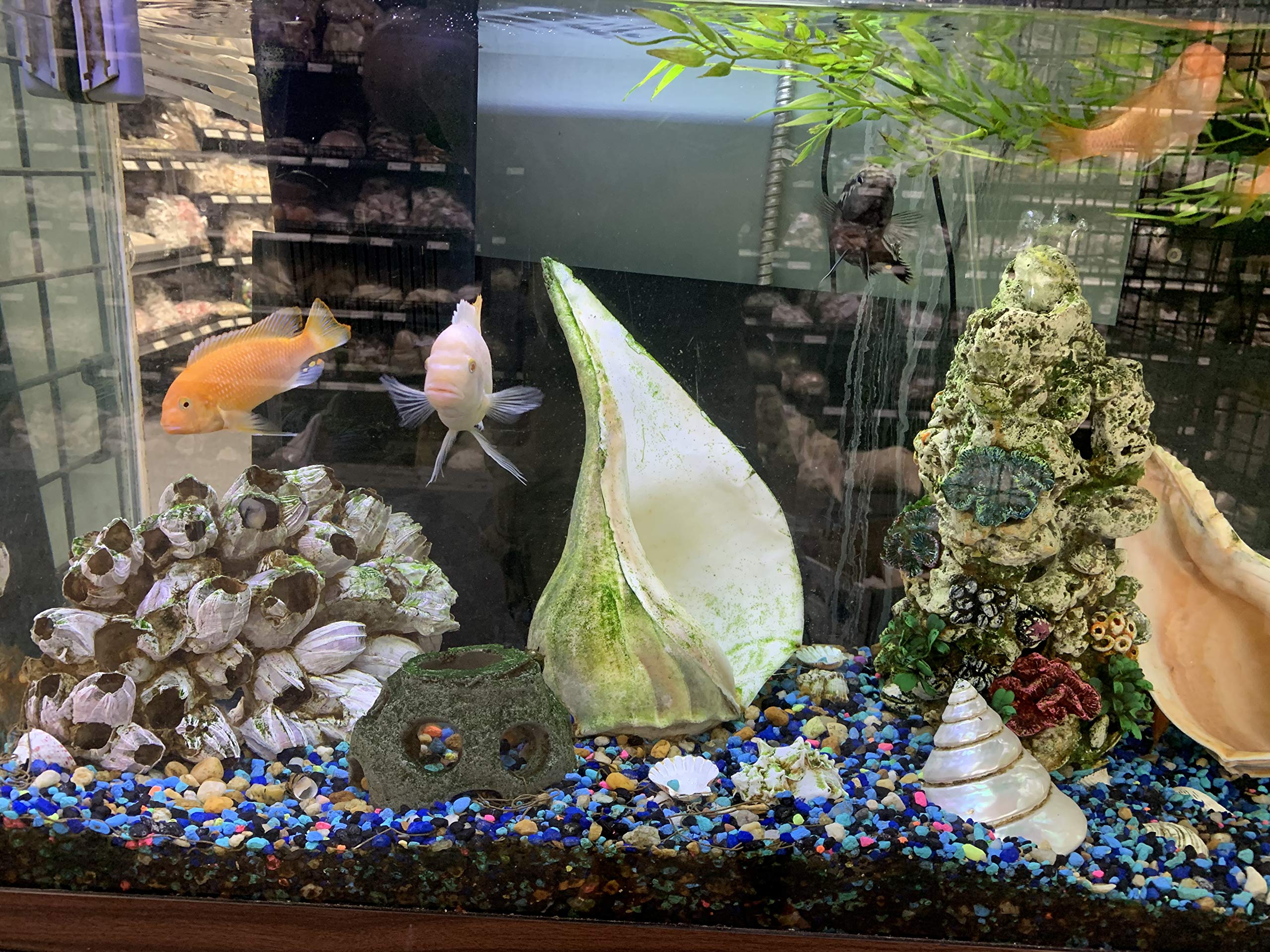 Amazon | 本物の紫のバーナクルクラスター | 水族館のナチュラル