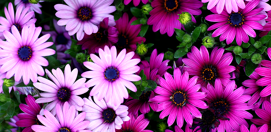 Flowers Live Wallpapers App on Amazon Appstore