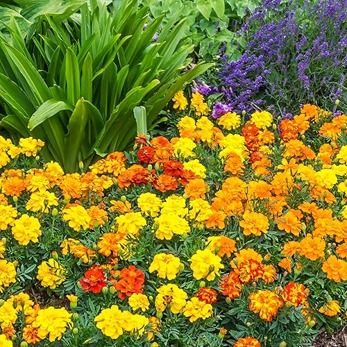 Miniatura 8 de The Old Farmer's Almanac Petite Mixture - Semillas de caléndula – Premium sin OMG, polinizado abierto, origen de Estados Unidos – Aproximadamente