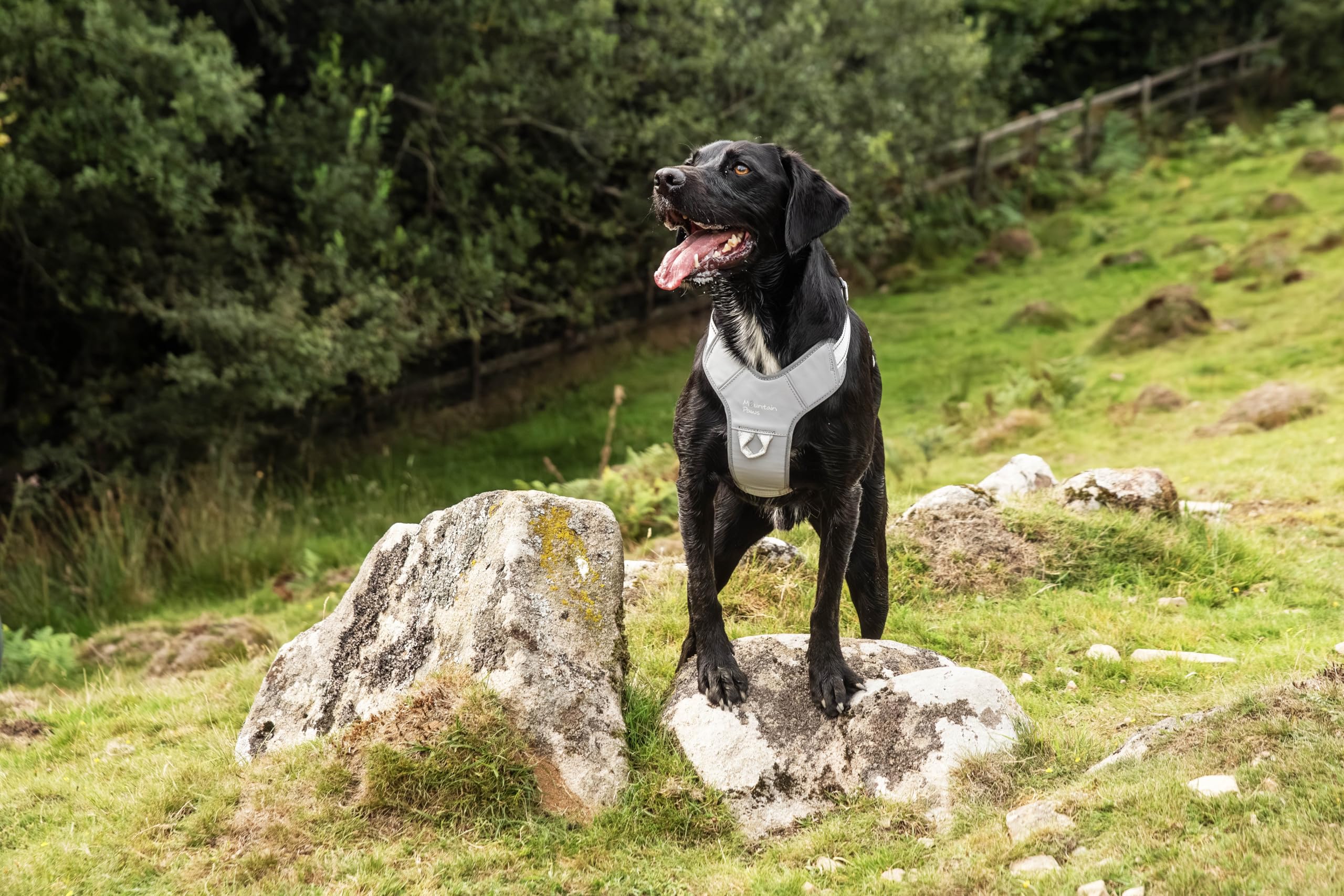 Mountain Paws Arnés para Perro, para Adaptarse a tamaños de Pecho de 45 a 108 cm, Acolchado de Espuma con Ribetes Reflectantes, Reflectante, Extra Grande