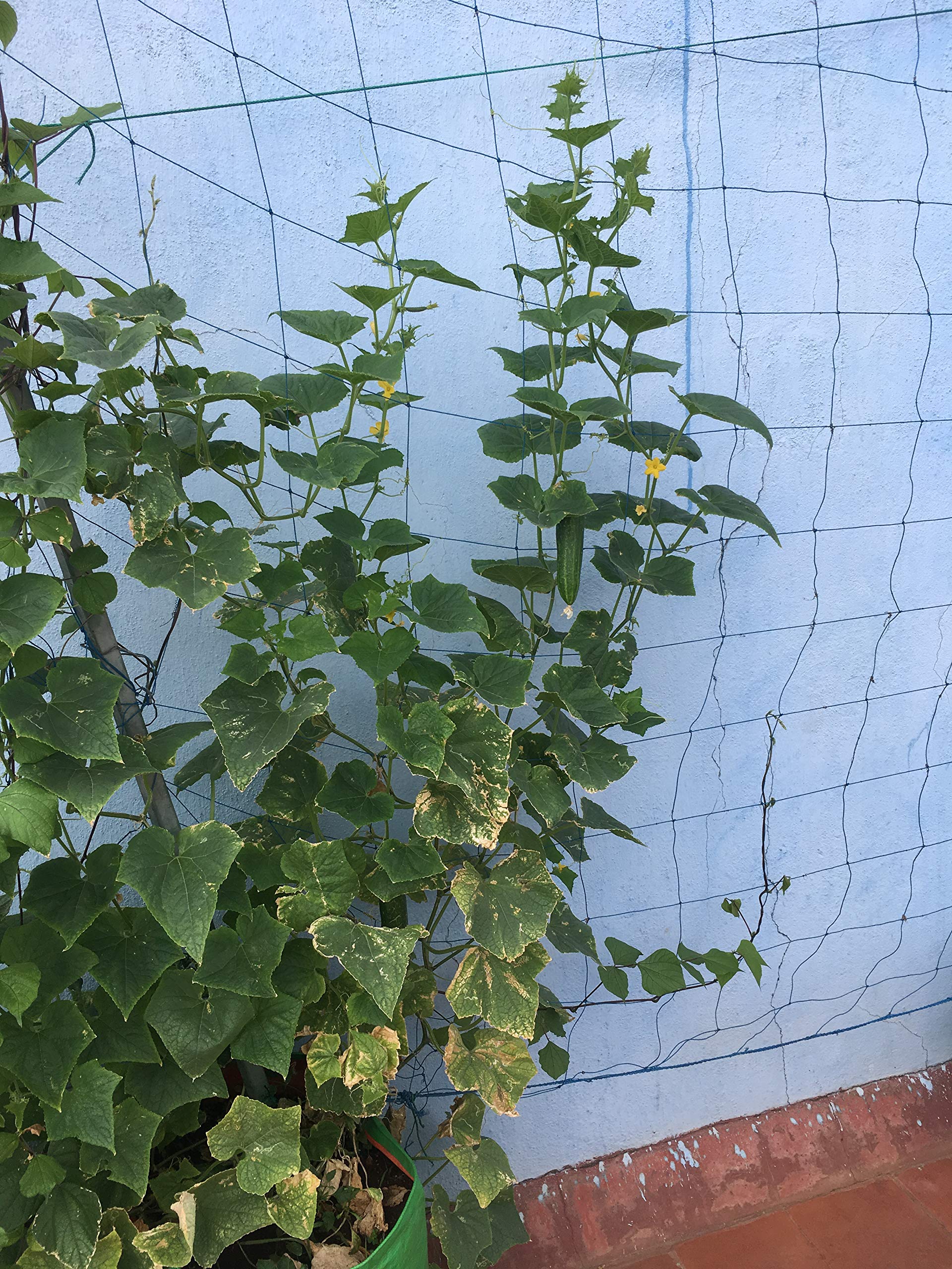 BIO BLOOMS AGRO INDIA PRIVATE LIMITED Gardening Plastic Climber Plant Supporting Net, 3 X 10 Mtrs (Blue, Bio_38b)-image-38